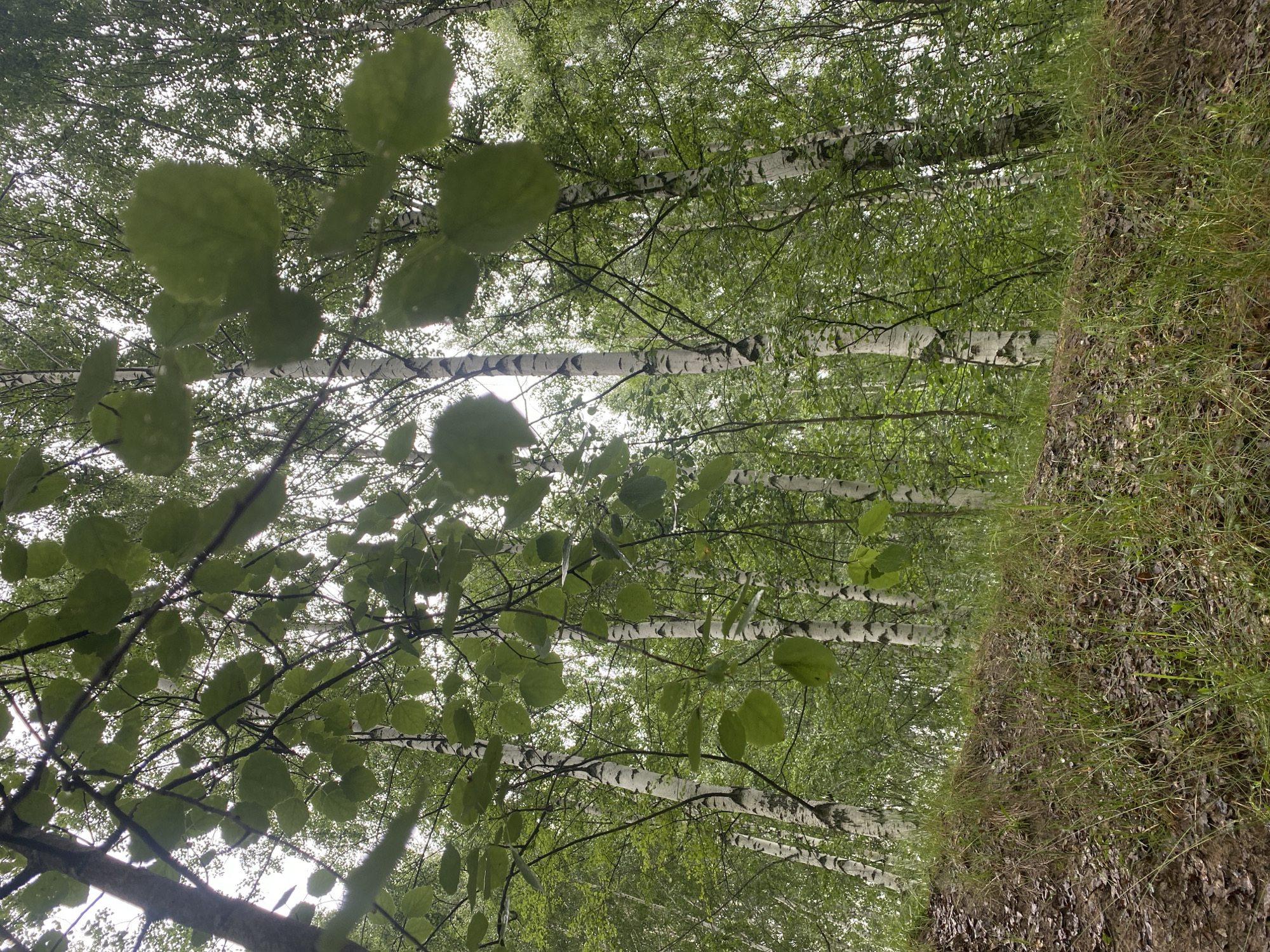 The image depicts a forest scene in Zelenodol'sk, Russia. The foreground features a grassy mound covered with fallen leaves and some sparse vegetation. Behind the mound, numerous birch trees with their characteristic white and black bark dominate the landscape. The trees are densely packed, with their branches and green leaves creating a canopy that filters the light. The sky is overcast and appears pale, suggesting it might be a cloudy day. The overall impression is of a natural, wooded environment.