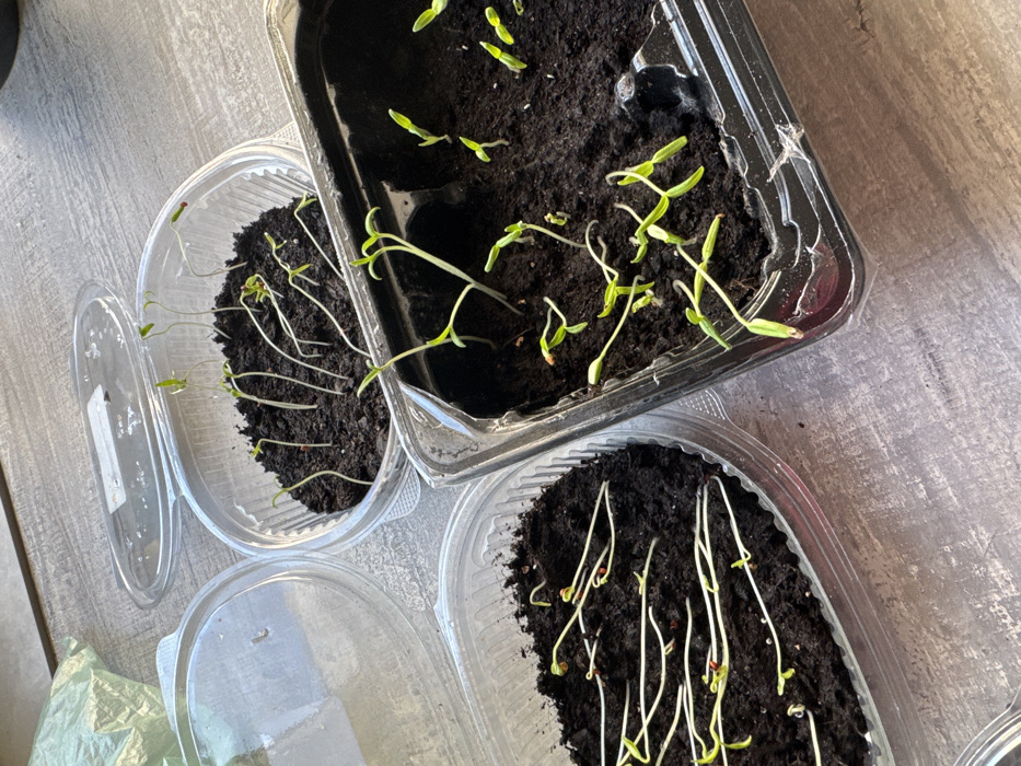 The image displays an indoor scene in Chaikovsky, Russia, featuring three containers of germinating plant seedlings arranged on a light-colored, possibly wooden, surface. Two transparent, oval plastic containers, repurposed from food packaging, are positioned on the left and upper-right. Their clear, ribbed lids are partially open. Both contain numerous small, elongated seedlings with slender, pale stems and small green cotyledon leaves growing in dark, moist soil; some seedlings in these containers exhibit etiolation. A third, larger rectangular container made of black plastic, consistent with a nursery tray, is situated on the lower-right. This container also holds numerous seedlings in dark soil, which generally appear slightly more robust with greener, more developed leaves compared to those in the clear containers. Bright ambient light illuminates the scene from the right, suggesting proximity to a window. In the upper-left background, a crumpled, light-colored plastic bag is partially visible. No individuals are present.