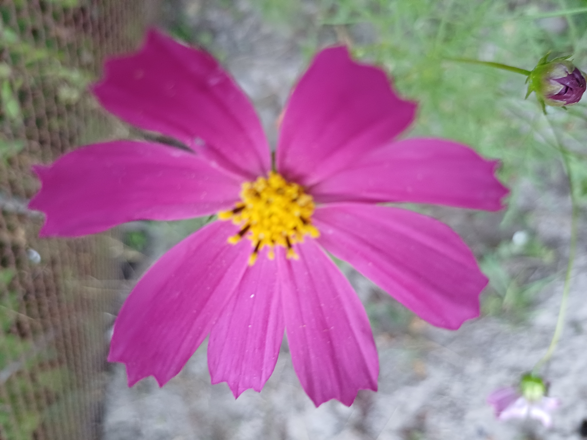 A close-up, top-down shot features a vibrant pink cosmos flower with a yellow center, its petals slightly curled and serrated at the edges. The flower is in focus, while the background is blurred, showing a gravelly, light-colored ground. To the lower left of the main flower, a small, pale pink bud and a developing flower are visible, also out of focus. In the upper background, a blurred green foliage and a faint horizontal line, possibly a fence, can be seen. The image appears to be taken outdoors, with natural lighting. The scene is located in Sulymivka, Ukraine, a village known for its natural landscapes and agricultural settings.