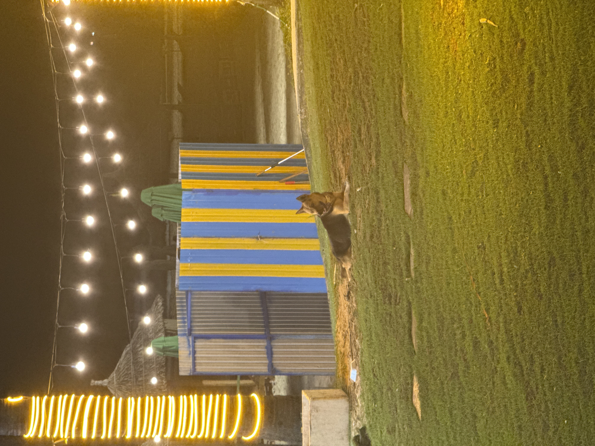 The scene depicts an outdoor setting at night, potentially in Đà Nẵng, Vietnam. A dog is resting on a grassy area, adjacent to a structure with blue and yellow horizontal stripes. Strings of lights illuminate the area, with a row of lights hanging vertically and another row arranged horizontally. The background features buildings and vegetation. The overall lighting suggests a festive or recreational atmosphere.