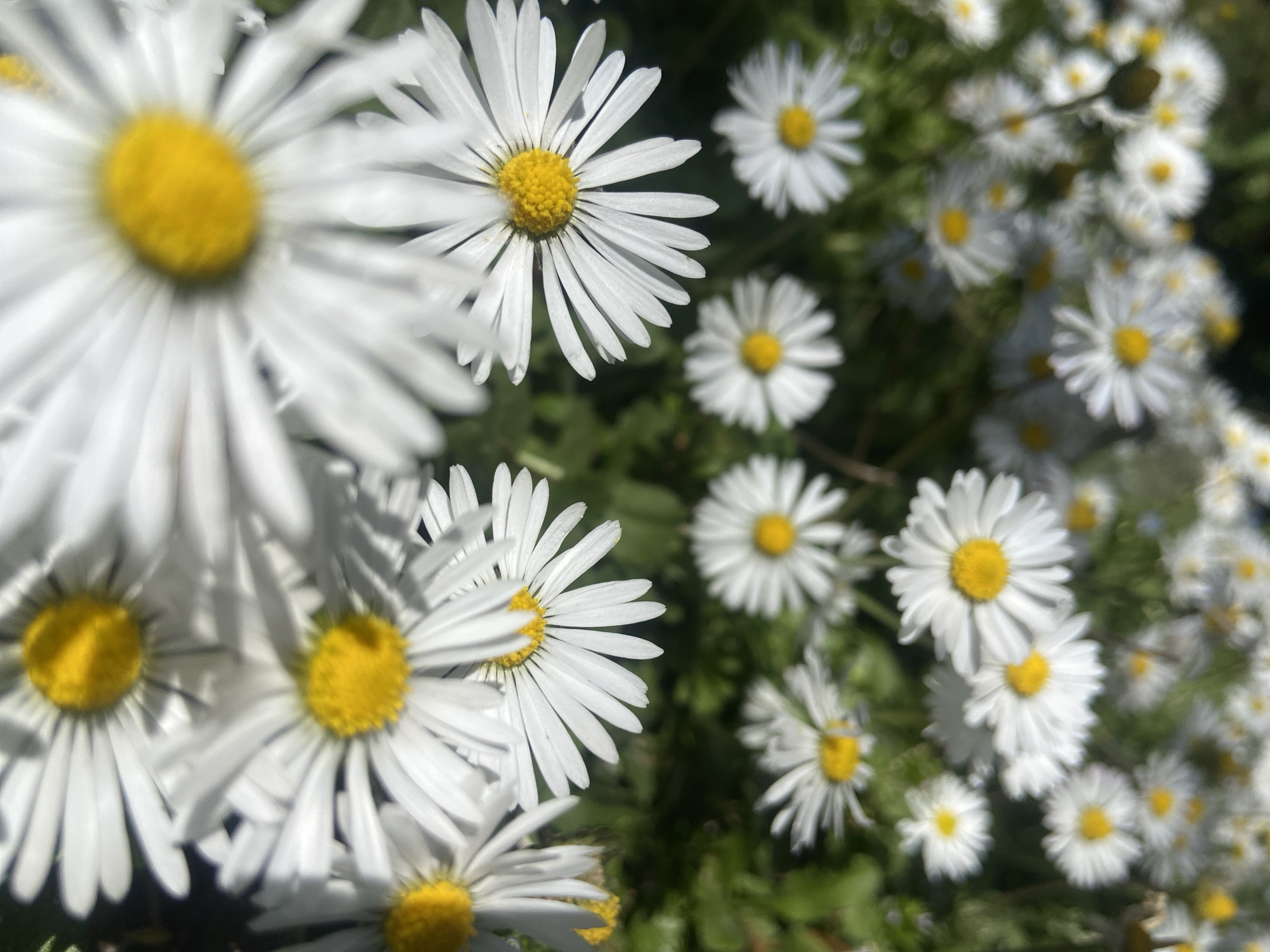 The image displays a cluster of daisies, with several blooms in sharp focus and many more receding into a blurred background. The foreground features daisies with white petals and bright yellow centers, slightly out of focus. The background shows a dense field of similar daisies, less distinct due to the depth of field. The environment appears to be a natural setting, potentially a garden or meadow, as indicated by the green foliage visible between the flowers. This is unlikely to be within the city center of Budva, Montenegro, but rather a more naturalized area on the periphery. No people or specific actions are discernible in the image.
