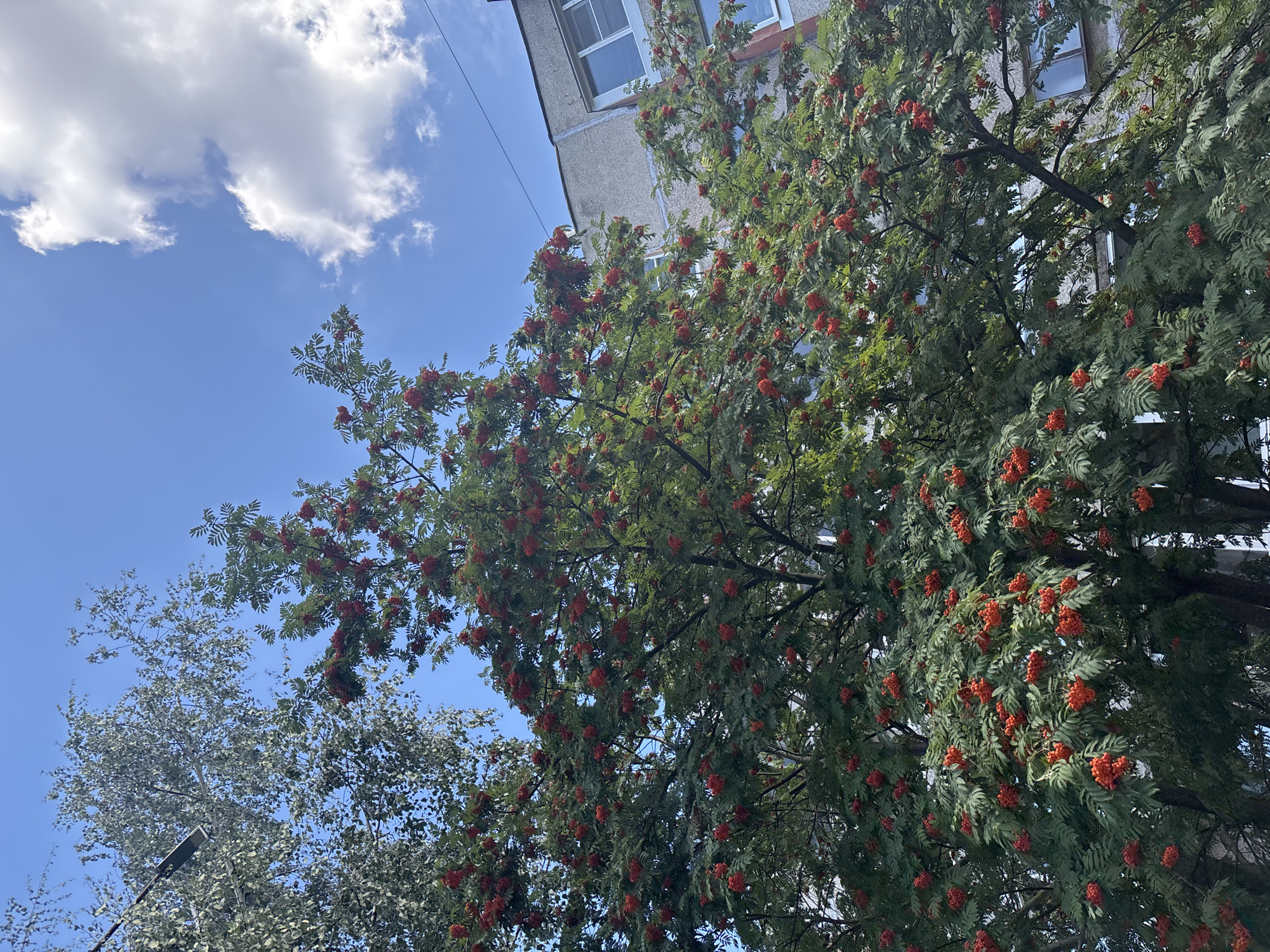 A rowan tree with bright red berries is in full bloom, its branches heavy with fruit. The tree stands in front of a weathered, multi-story apartment building, its concrete facade showing signs of age. The sky above is a vibrant blue, with a few fluffy white clouds scattered across it. The scene appears to be in the city of Kstovo, Russia, likely during the late summer or early autumn when rowan berries are at their peak. The lighting suggests it is daytime, possibly late morning or early afternoon, with the sun casting soft shadows. The overall impression is one of natural beauty juxtaposed with urban architecture.