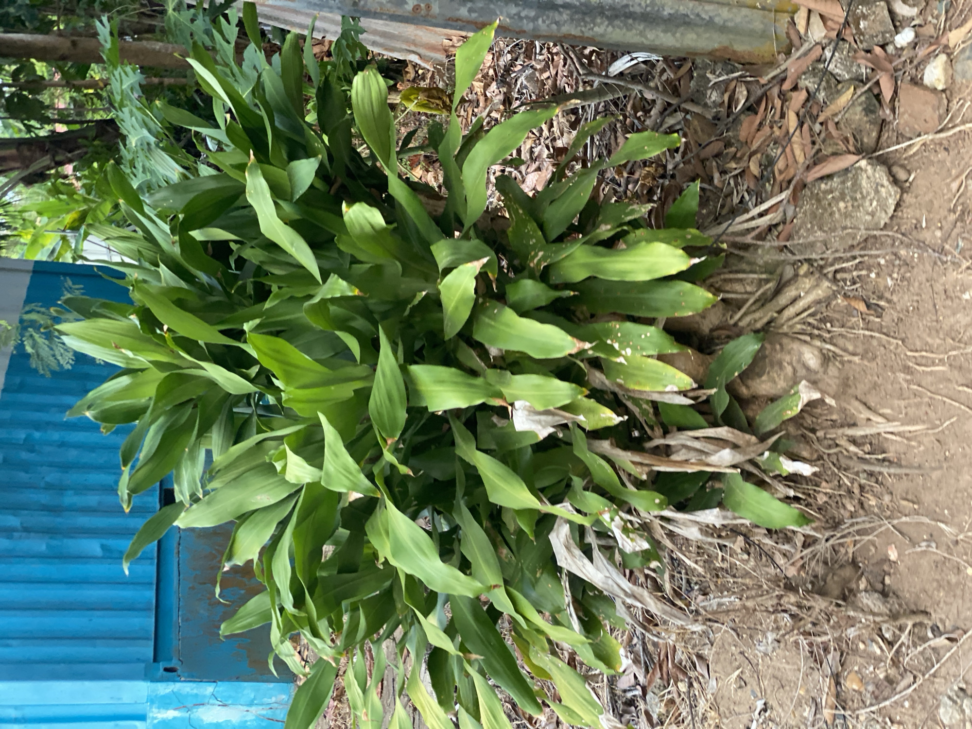 The image depicts a large, lush green plant with long, strap-like leaves growing in an outdoor, somewhat unkempt environment. The plant is the central focus, with its thick, woody stem and exposed, gnarled roots visible at its base. Fallen brown leaves and dry twigs litter the ground around the plant, suggesting an area where organic debris accumulates. In the background, a large, corrugated blue container or structure dominates the left side of the frame, showing signs of wear and tear with rust patches and chipped paint. To the right of the plant, a tall, grey, cylindrical pole or column stands, also appearing weathered. Beyond this, the scene transitions to a more natural backdrop of trees and foliage, indicating a semi-urban or garden setting. The lighting suggests it is daytime, possibly overcast, as there are no harsh shadows.
The location is identified as Banjarbaru, Indonesia. This specific scene might be found in an area adjacent to industrial or storage facilities, where plants are allowed to grow freely, or in a neglected part of a garden or yard. There are no people or animals visible in the image. The overall impression is one of natural growth juxtaposed with man-made elements, suggesting a locale that is perhaps utilitarian rather than purely aesthetic.