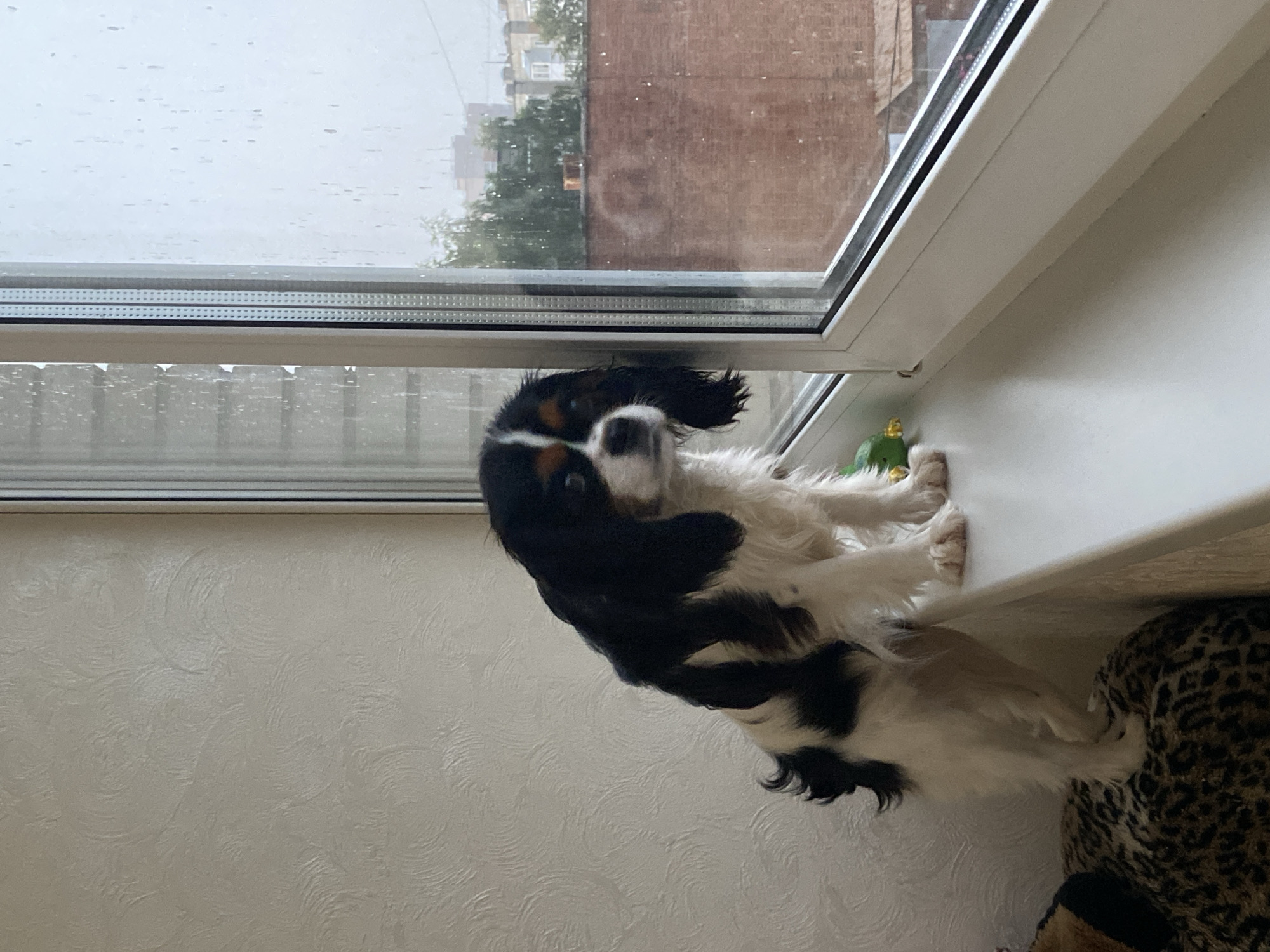 A Cavalier King Charles Spaniel is sitting on a windowsill, looking out at the rainy weather in Votkinsk, Russia. The dog is mostly white with black and tan markings on its face and body. It is facing towards the left of the frame, with its head tilted slightly. The dog's ears are long and floppy, and its eyes are dark.
The windowsill is white and appears to be made of plastic. There is a small green ornament on the windowsill to the right of the dog. Outside the window, it is raining, and the sky is overcast. In the background, there are some buildings and trees. The overall scene is calm and peaceful, with the dog appearing to be curious about the weather. The time of day is unclear, but the overcast sky suggests it could be daytime. The location context of Votkinsk, Russia, is provided. There is no visible text in the image.