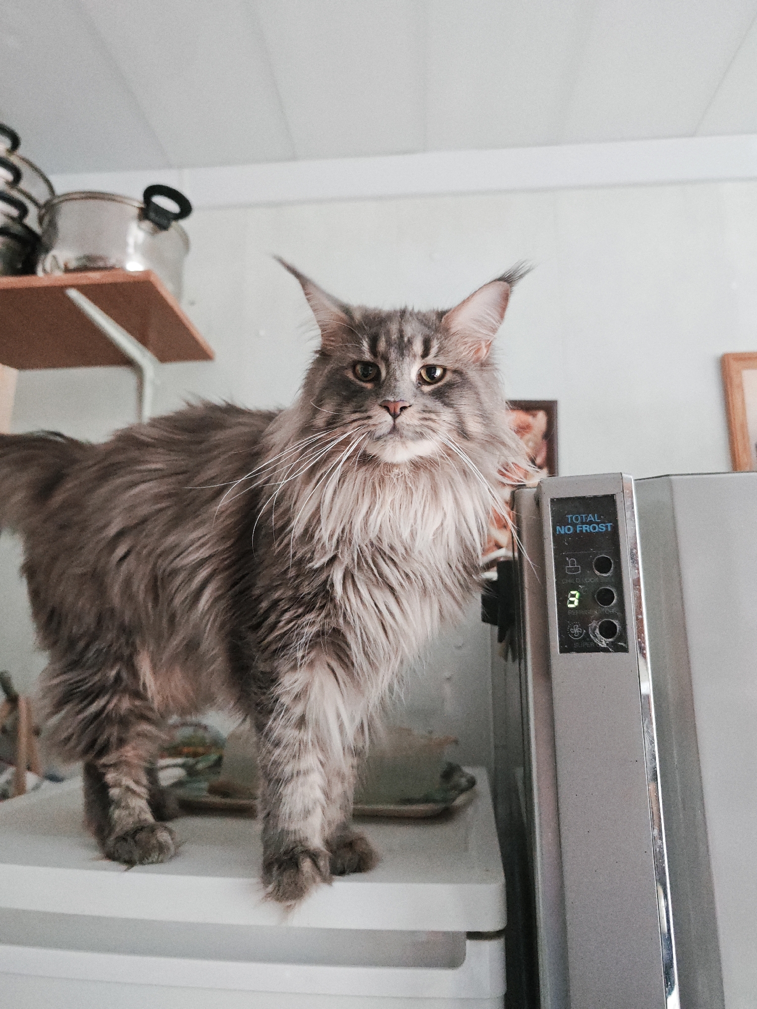 A long-haired, grey tabby cat stands on top of a white surface, possibly a refrigerator, looking directly at the camera. The cat has prominent white whiskers and tufted ears. To the right of the cat, a silver appliance, likely a refrigerator, is visible with a digital display showing "TOTAL NO FROST" and the number "3". Behind the cat, a shelf with stacked pots and pans is mounted on a wall. The environment appears to be an indoor setting, possibly a kitchen, with light-colored walls and ceiling. There are no people present in the image. The scene is static and does not depict any action. The location of this scene within the city of Abakan, Russia, cannot be determined from the visual information provided.