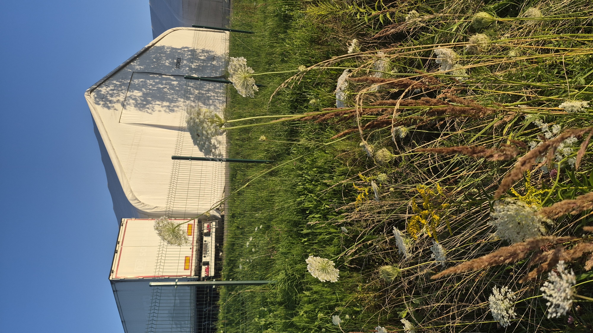 The image depicts an outdoor scene with a white tent structure and a truck in the background, framed by tall grass and wildflowers in the foreground. The tent has the word "STOREX" printed on its side, and a shadow of a tree can be seen on its surface. A white trailer truck, identified as "SCHMITZ," is parked behind a metal fence. The environment is a grassy field with a clear blue sky. The lighting suggests it is either early morning or late afternoon, casting long shadows. The specific location in Krauja, Latvia, is not visually discernible from the image itself, but the scene is consistent with an industrial or logistical area on the outskirts of a town. No people are present in the image.