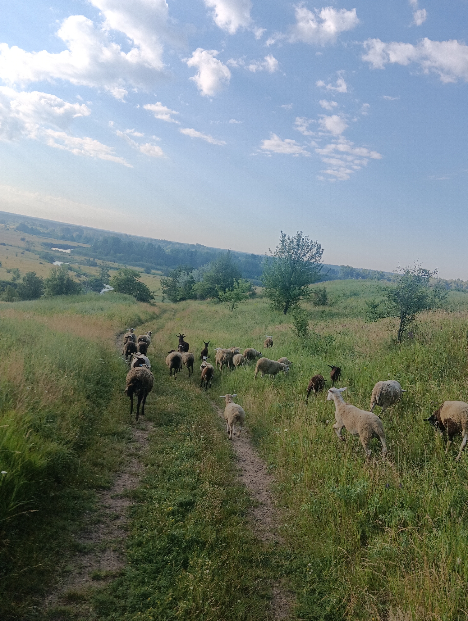 A flock of sheep and goats are walking along a dirt path through a grassy hillside. The sky above is a clear blue with fluffy white clouds. In the background, there are trees and a distant body of water. The overall scene is peaceful and rural.