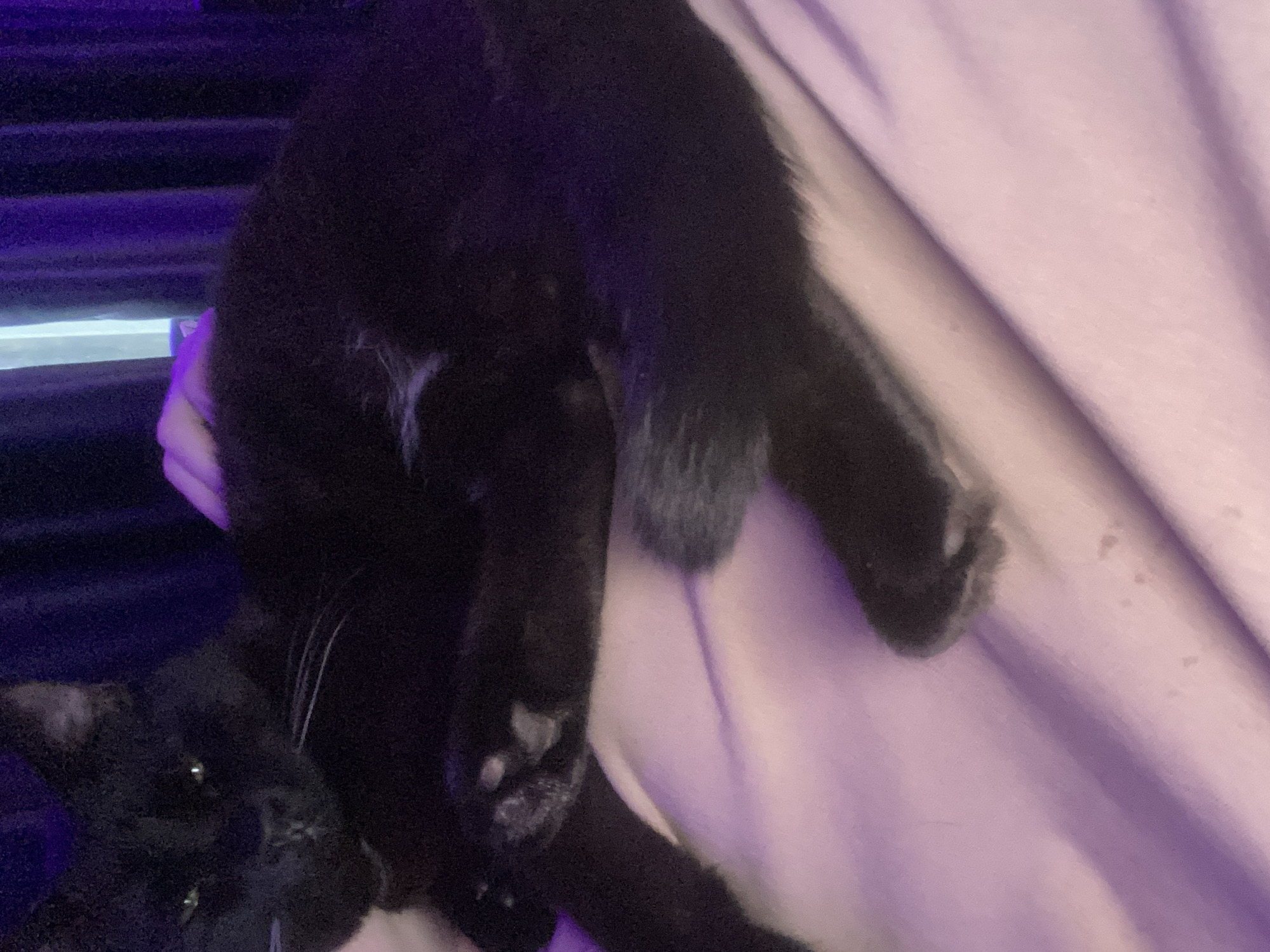 A black cat is lying on a person's lap. The person is seated near window blinds. The environment includes the purple hue of indoor lighting. It is not possible to determine a location in Izhevsk, Russia, from this image.