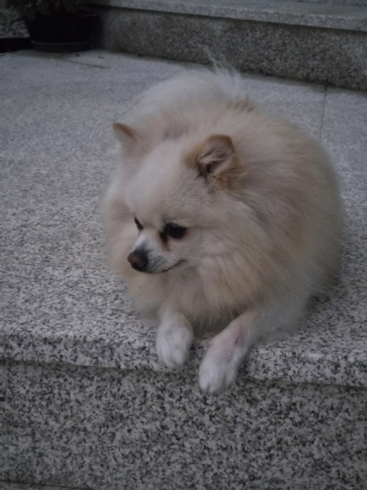 A light-colored Pomeranian dog with fluffy fur is lying on a granite step. The dog has dark eyes and a dark nose, and its fur is lighter around its face. The dog's front paws are tucked beneath its body, and its back paws are extended. The background is blurred, but it appears to be an outdoor setting with some greenery and steps. The lighting suggests it is daytime, likely in the late afternoon or early evening, as the light is soft and diffused.