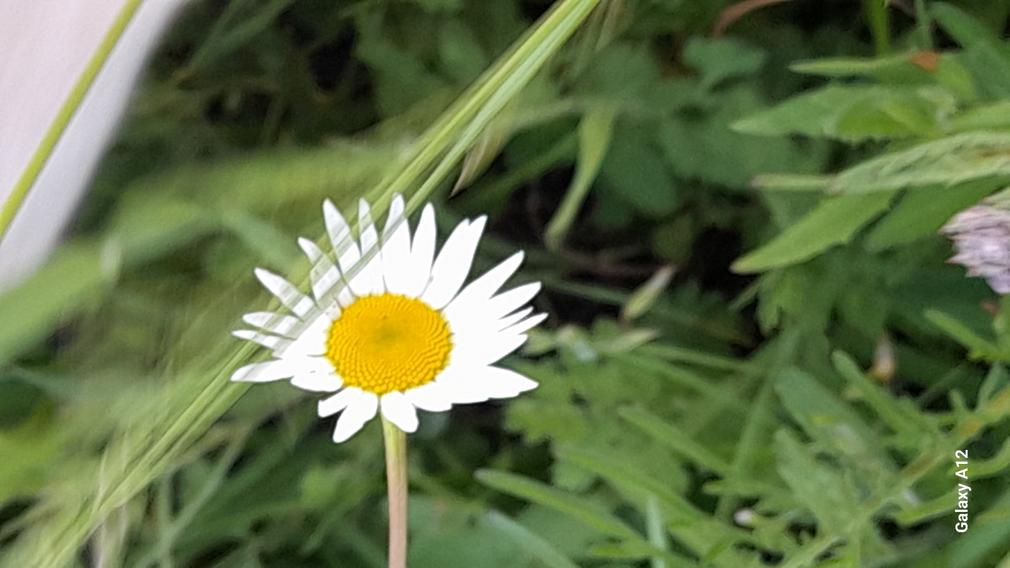 A close-up, slightly out-of-focus shot of a single daisy is centered in the frame. The daisy has a bright yellow center and white petals. It is surrounded by green foliage, with some blades of grass and other plants visible. The background is a blur of green, suggesting an outdoor natural setting. The bottom left corner of the image contains a watermark reading "Galaxy A12". The scene is likely in a garden or a field in Марковский, Russia, given the generic flora and lack of distinguishing urban features. No people are present.