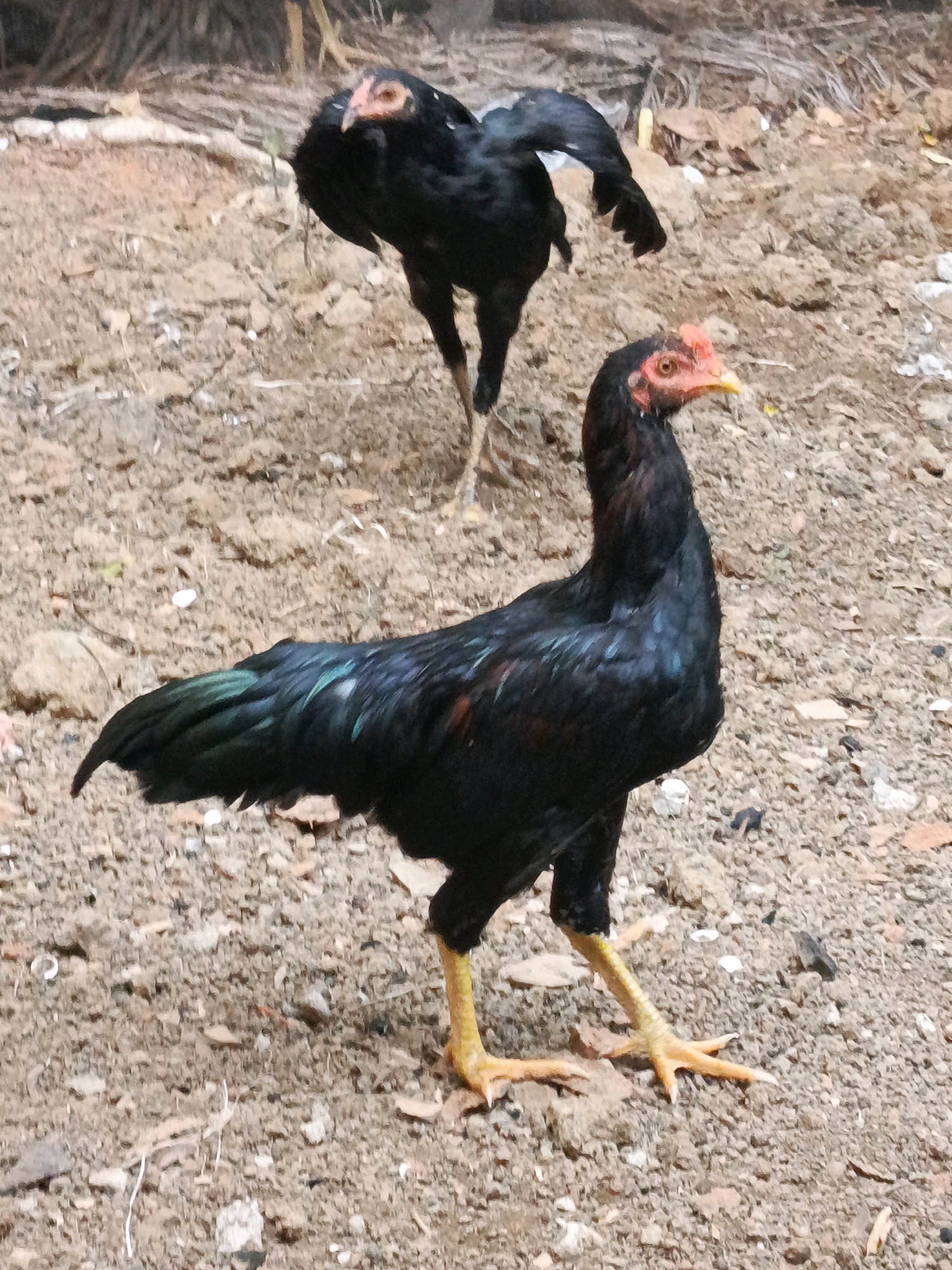 In Megang Sakti I, Indonesia, two black chickens stand on a dirt ground. The chicken in the foreground is facing right, with its head turned to the right. It has black feathers with iridescent blue and green highlights on its wings and tail. Its legs are yellow, and its feet have sharp claws. The chicken in the background is further away and appears to be walking away from the camera. It is also black and has red wattles and a yellow beak. The ground is composed of loose dirt, small pebbles, and dry leaves. The background is out of focus, showing some dry vegetation.