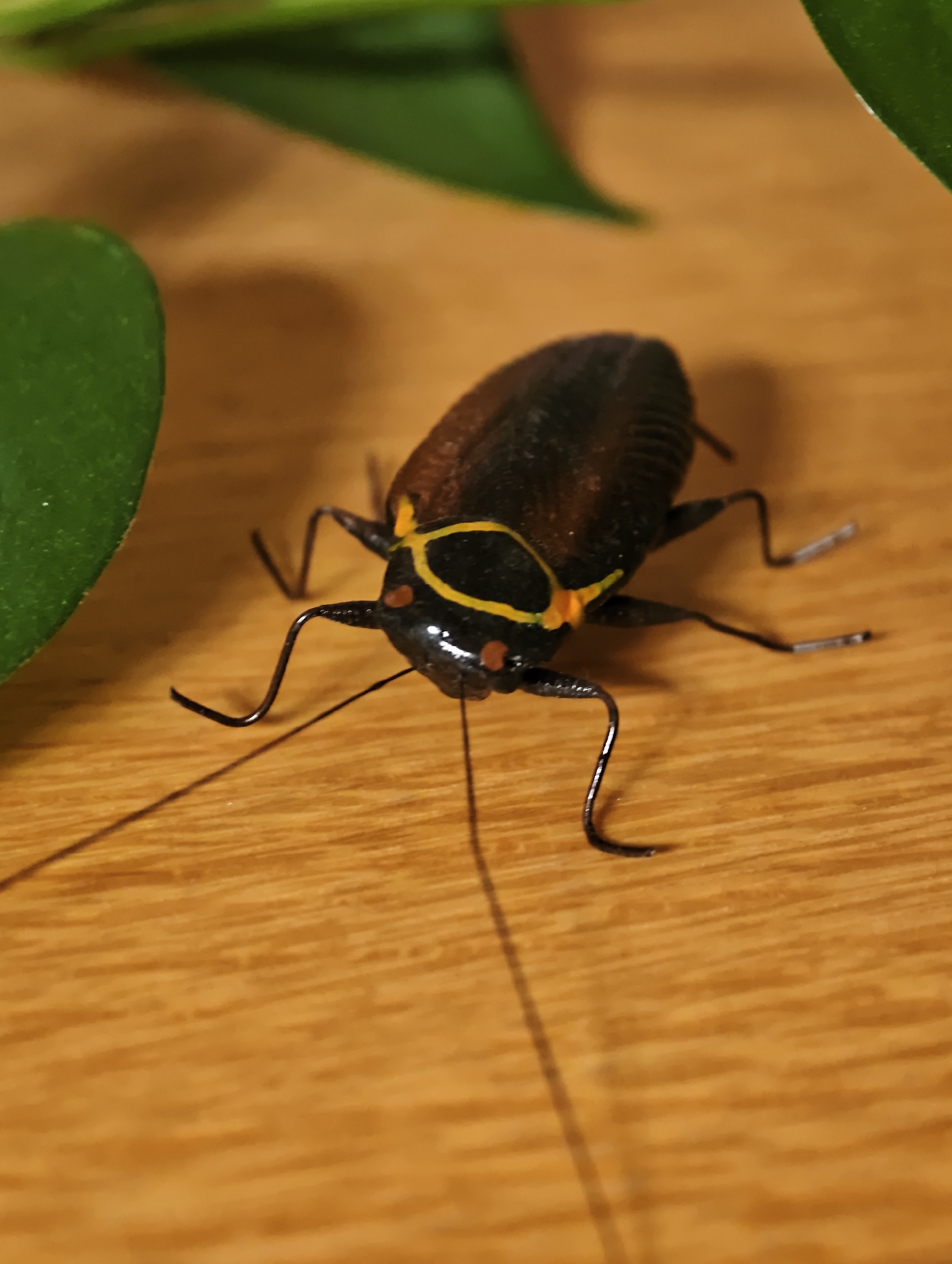 A close-up, eye-level shot captures a dark brown cockroach with distinctive yellow and orange markings on its thorax, positioned on a light brown, wooden surface. The insect is facing towards the right of the frame, with its antennae extended and its six legs clearly visible, appearing to be in motion. Two out-of-focus green leaves are present in the upper left and upper right portions of the image, suggesting an outdoor or indoor plant setting. The lighting creates a soft shadow of the cockroach on the wooden surface. There is no indication of the city of Petah Tikva, Israel in the image.