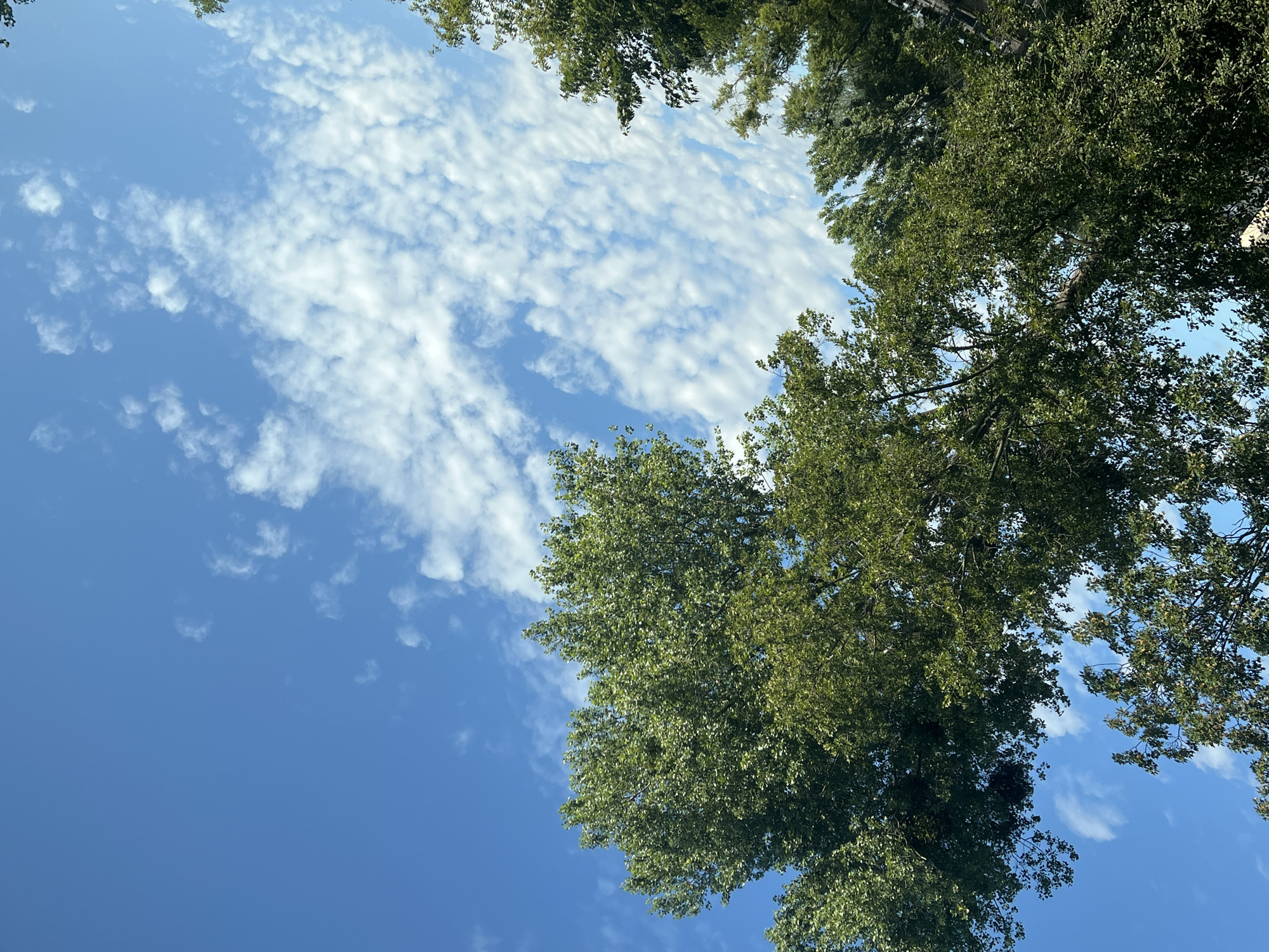 An upward-facing shot of a bright blue sky with scattered, wispy white clouds is framed by the lush green foliage of several trees. The leaves of the trees are dense and appear healthy, with sunlight filtering through them. The perspective suggests the viewer is standing directly beneath the canopy of these trees. The scene is one of a clear day, likely in a park or outdoor area within the city of Warsaw, Poland. No people or specific structures are visible in the frame, focusing solely on the natural elements.