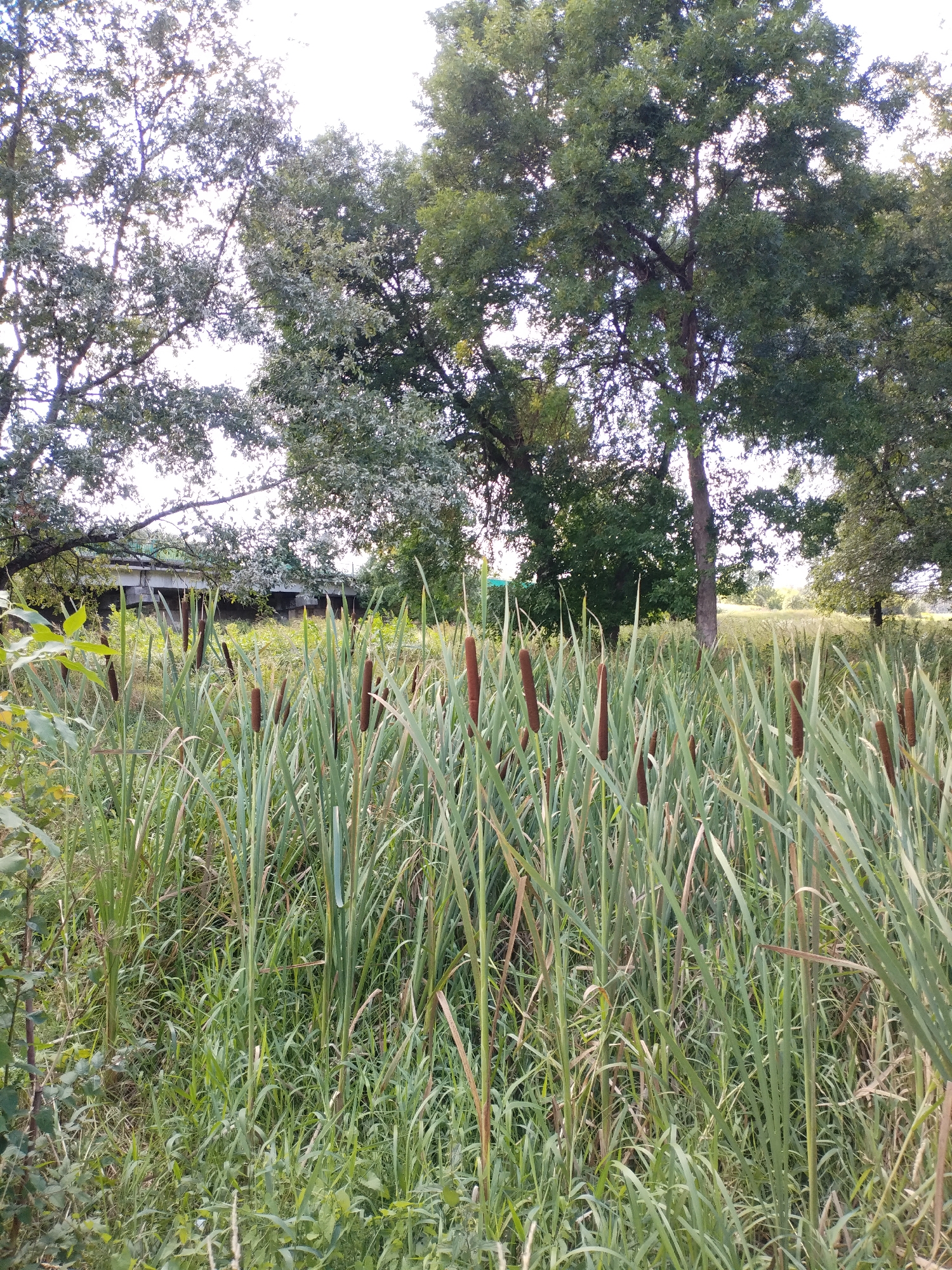 The image depicts a natural scene with a focus on cattails and other tall grasses in the foreground. In the background, a bridge with concrete supports and a green railing is visible, spanning across a body of water or a low-lying area. Dense trees with green foliage form the backdrop, with some of the branches extending towards the sky. The overall setting suggests a rural or park-like environment. The scene does not contain any people or any discernible actions. The lighting indicates it is daytime, possibly late afternoon, given the soft shadows. The environment is lush and green, suggesting a temperate climate.