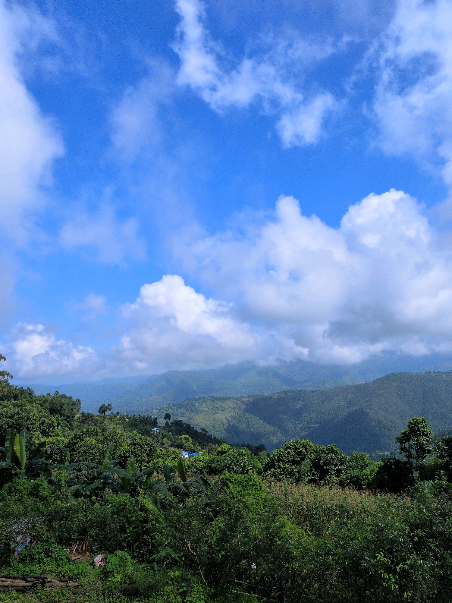 This is a landscape photograph taken in Kapurkot, Nepal. The scene features a lush green hillside covered in dense vegetation and trees. In the foreground, various types of foliage, including large-leafed plants that resemble banana plants, are prominent. Scattered among the greenery are remnants of human activity, such as stacked wood and some pink material, suggesting a rural or semi-rural setting.
In the middle ground, the hillside continues, revealing more trees and vegetation, with a few small buildings with blue roofs visible amongst the trees, indicating a settlement. Beyond this, a series of rolling, verdant hills recede into the distance, their slopes covered in trees and shadows cast by the sun.
The background is dominated by a bright blue sky filled with scattered white clouds. The overall impression is one of a vibrant, natural landscape under a partly cloudy sky. The photograph appears to be taken from an elevated position, looking down over the hillside and towards the distant hills.