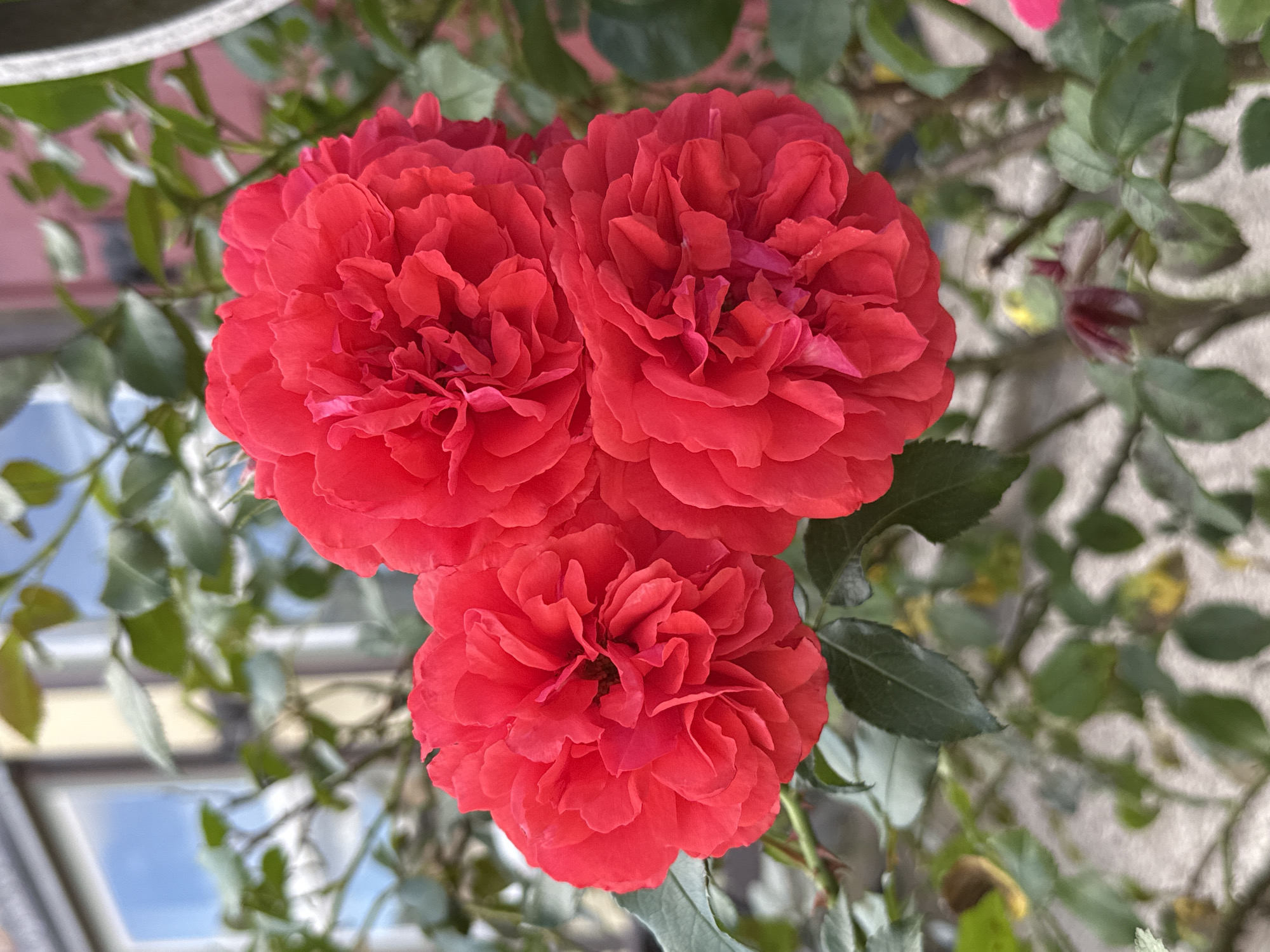 A cluster of three vibrant red roses dominates the foreground of this image, with their dense, ruffled petals creating a rich texture. The roses are in full bloom, and their color is a deep, saturated red. They are surrounded by lush green foliage, which provides a contrasting backdrop. The background is blurred, but appears to be a garden setting, with hints of a building and possibly a wall or fence. The lighting suggests it is daytime, and the focus is clearly on the roses, making them the central subject of the photograph. The image appears to have been taken outdoors, likely in a garden or a park in Walkenried, Germany.