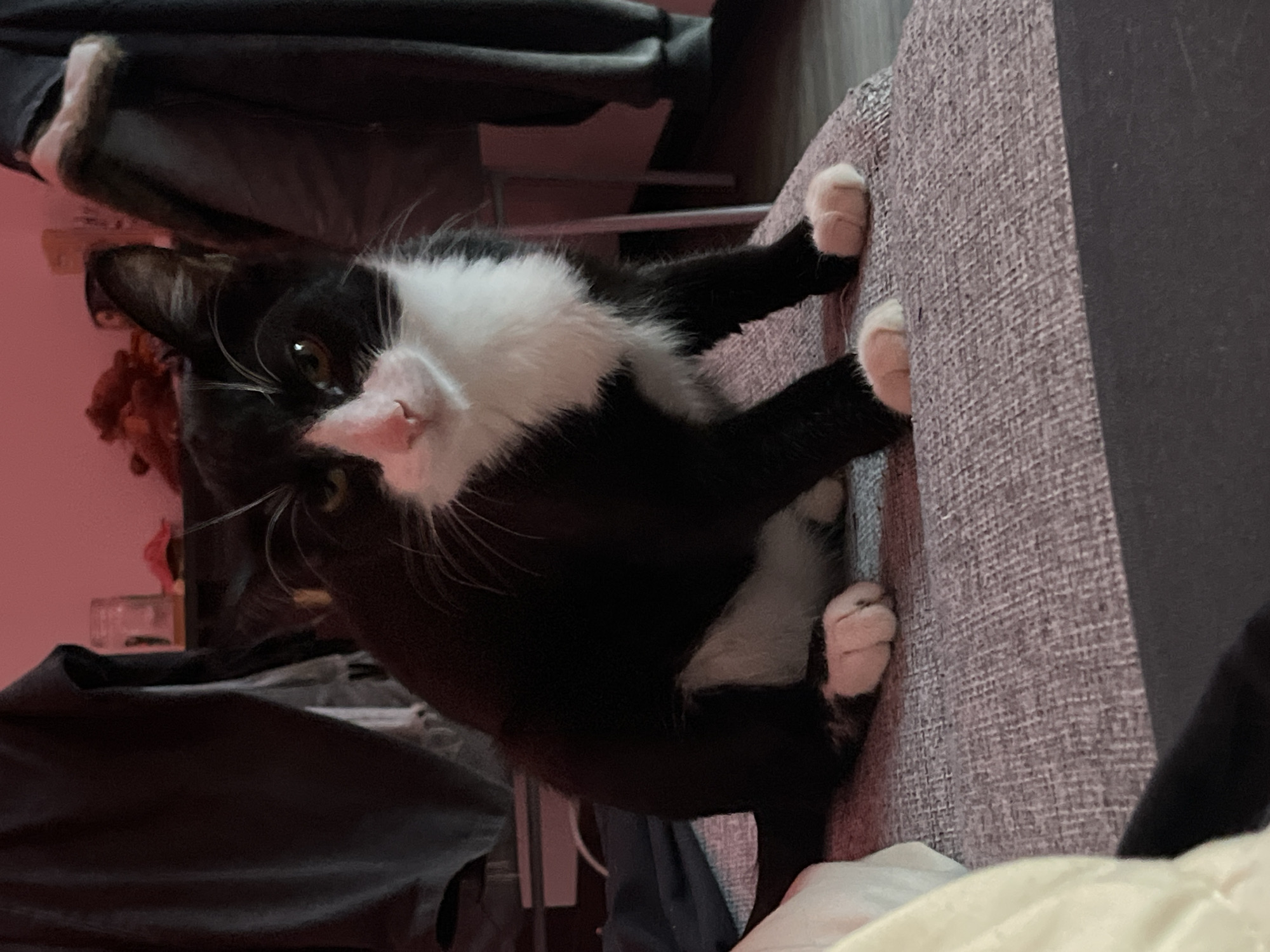 A black and white cat is clinging to the side of a gray fabric surface, possibly a chair or sofa. The cat is mostly black with a white chest and face, and white paws. It is looking directly at the camera. The background is blurry but suggests an indoor setting with furniture. The cat is the main subject of the image. There is no information to suggest the location is Saint Petersburg, Russia.