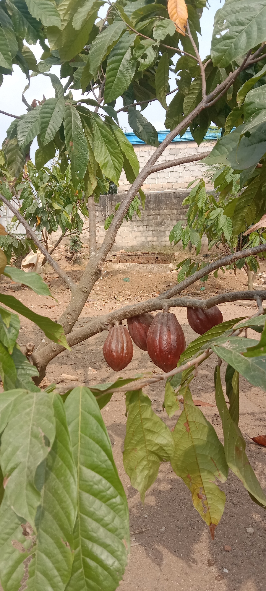 In the foreground of this image, a cluster of five cocoa pods, ranging in color from reddish-brown to dark brown, hang from the branches of a cocoa tree. The pods are elongated and have a slightly ridged texture. The tree itself has thick, woody branches and large, green leaves, some of which show signs of damage or discoloration. In the background, a wall constructed of light-colored bricks with a blue trim is visible, suggesting an outdoor, possibly agricultural or residential, setting. The ground beneath the tree appears to be sandy soil. The overall scene depicts a close-up view of cocoa pods developing on a tree, with a partial view of a building in the background. The location is identified as Utama Jaya Mataram, Indonesia.