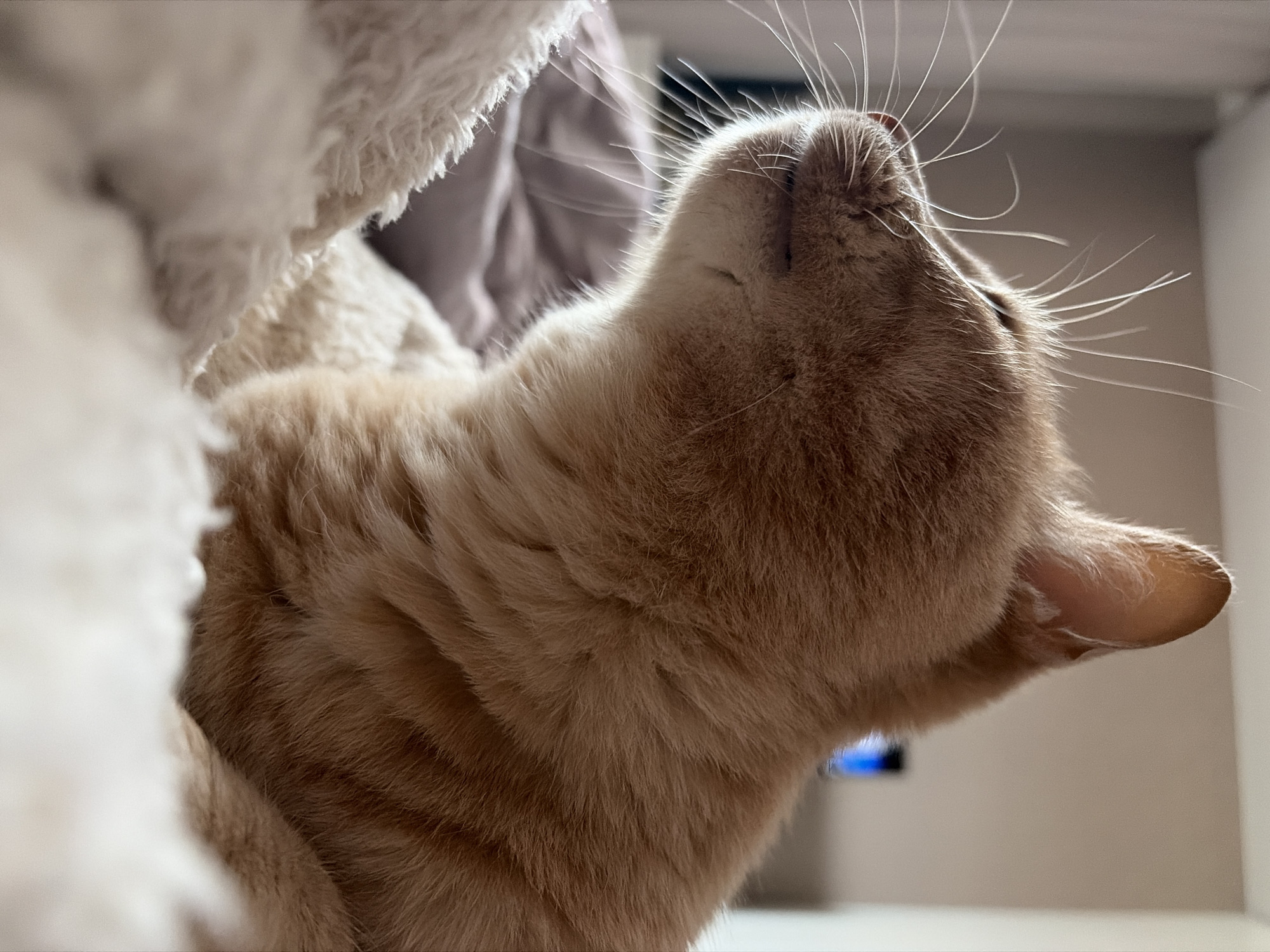 This is a close-up, low-angle shot of an orange tabby cat. The cat is partially obscured by a fluffy white blanket or pillow. Its head is tilted back, showcasing its whiskers, which are lit from above and appear to glow. The cat's eyes are closed, suggesting it is relaxed or asleep. The fur is a warm, ginger color with faint tabby stripes visible.
The background is softly blurred, with neutral tones of beige and white, indicating an indoor setting. A hint of a blue object is visible in the far background, out of focus. The lighting suggests it is daytime, possibly indoors with artificial light or near a window. The overall mood is peaceful and serene, emphasizing the comfort and contentedness of the animal. No text is visible in the image.