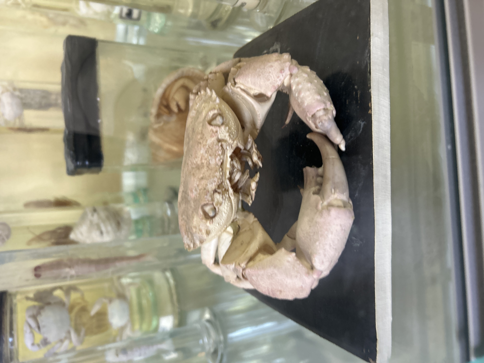A preserved crab specimen is displayed on a black surface, likely a board or mount, within a glass-fronted cabinet or display case. The crab is pale in color and appears to be in a state of partial decomposition or preserved condition. It is presented in a slightly curved or flexed pose, with its claws visibly extended. The cabinet houses other preserved specimens submerged in fluid-filled jars or containers. Based on the context, the image was taken at the Plovdiv Natural History Museum, Plovdiv, Bulgaria.