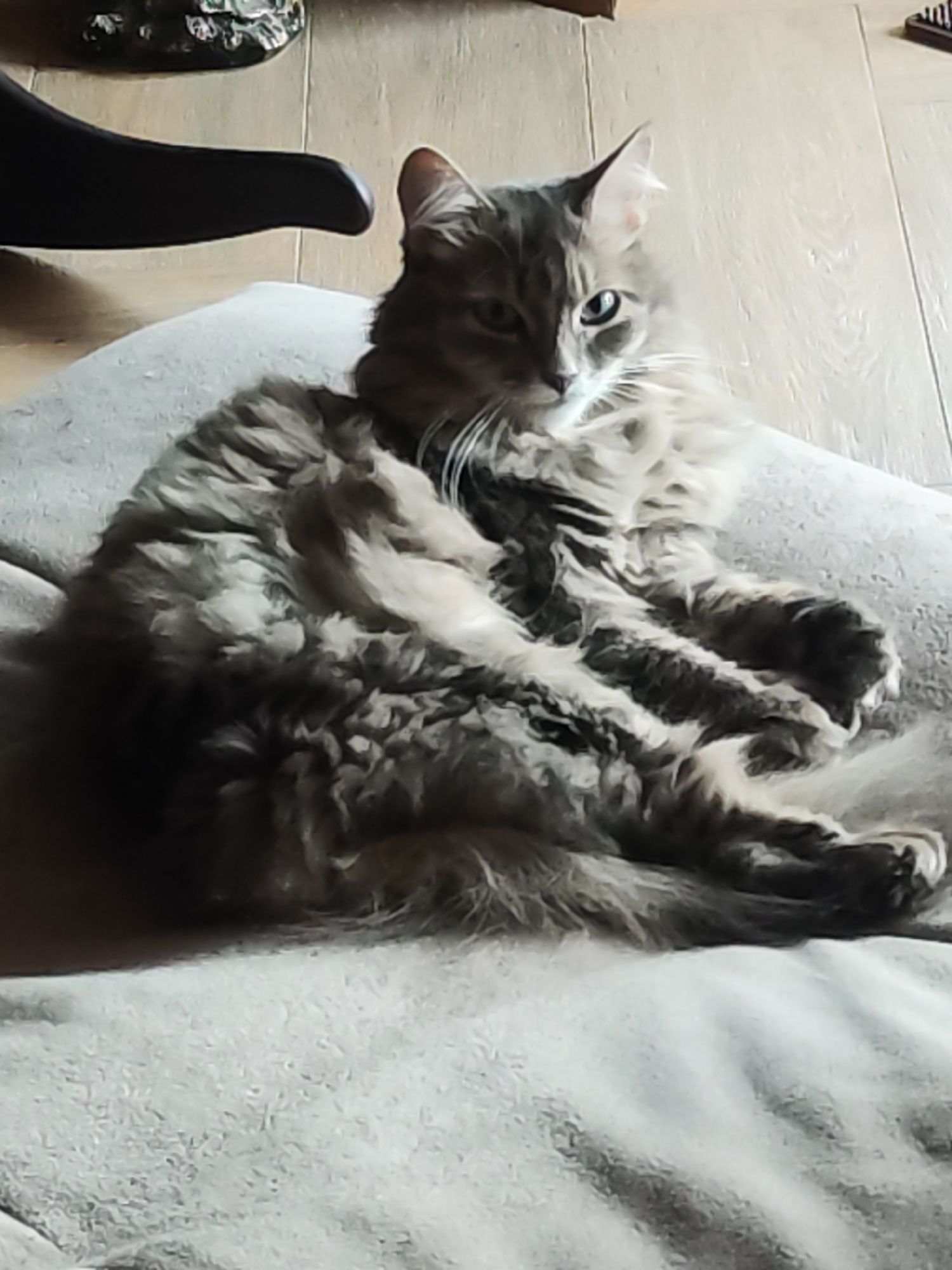 A gray tabby cat lies on a light gray cushion. The cushion is on a light-colored wooden floor. Part of a black chair leg is visible in the upper left corner. In the upper right corner, an object resembling a comb is visible. The cat is looking towards the left. The location is Chaikovsky, Russia.