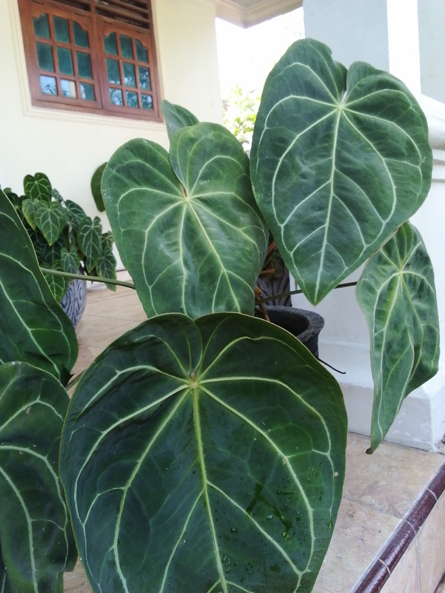 A close-up, low-angle outdoor shot captures a cluster of large, dark green leaves with prominent, light green veins. The leaves are glossy and appear to have water droplets on their surfaces. In the background, a wooden window with a grid pattern is visible against a white wall. To the right, a white column and a darker pot containing a plant are partially visible. The foreground consists of tan-colored tiles with a brown, glazed trim.