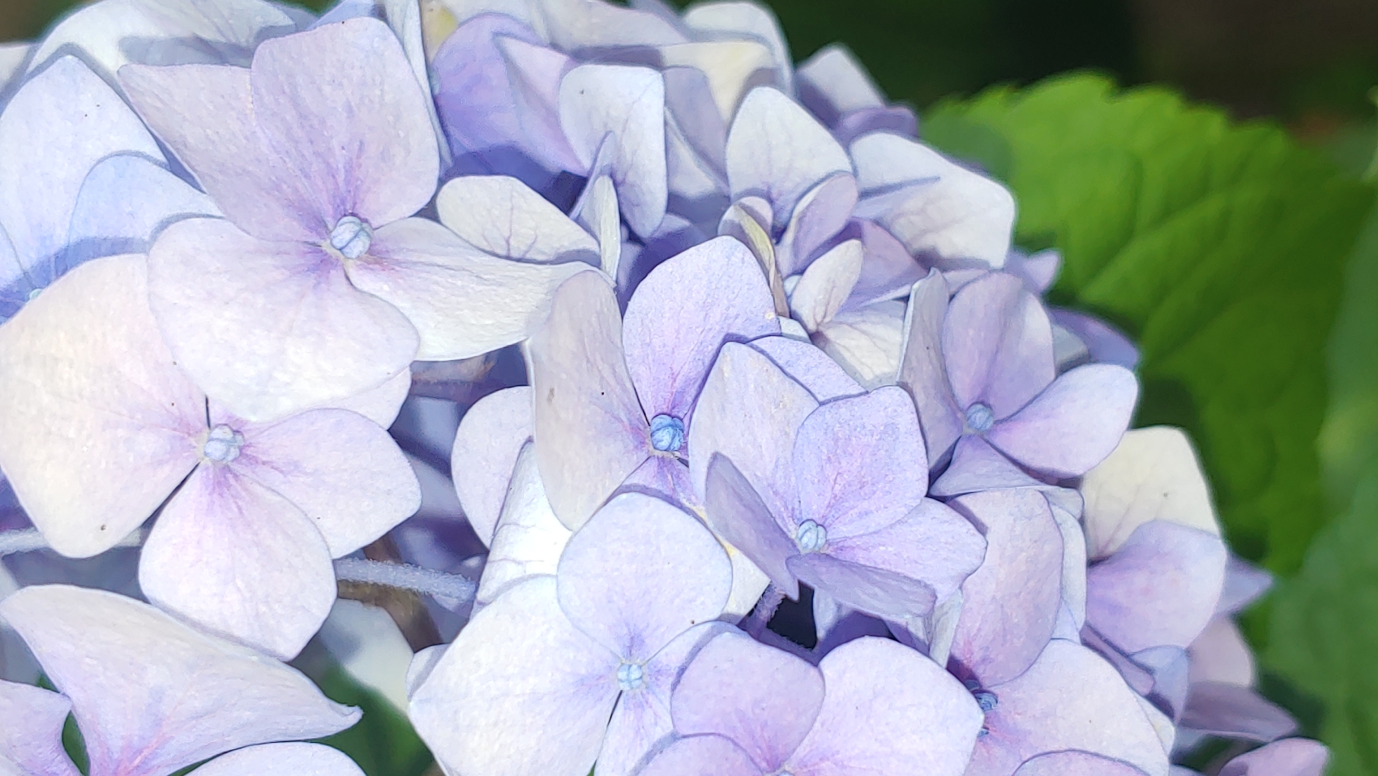 The image is a close-up, vertically oriented photograph of a cluster of light purple hydrangeas. The flowers are the primary focus, with their delicate petals filling most of the frame. The background is softly blurred, with hints of green foliage suggesting an outdoor setting. There are no people or distinct structures visible in the image. The lighting appears to be natural, casting subtle shadows on the petals. The scene is serene and focuses solely on the botanical details of the hydrangeas.