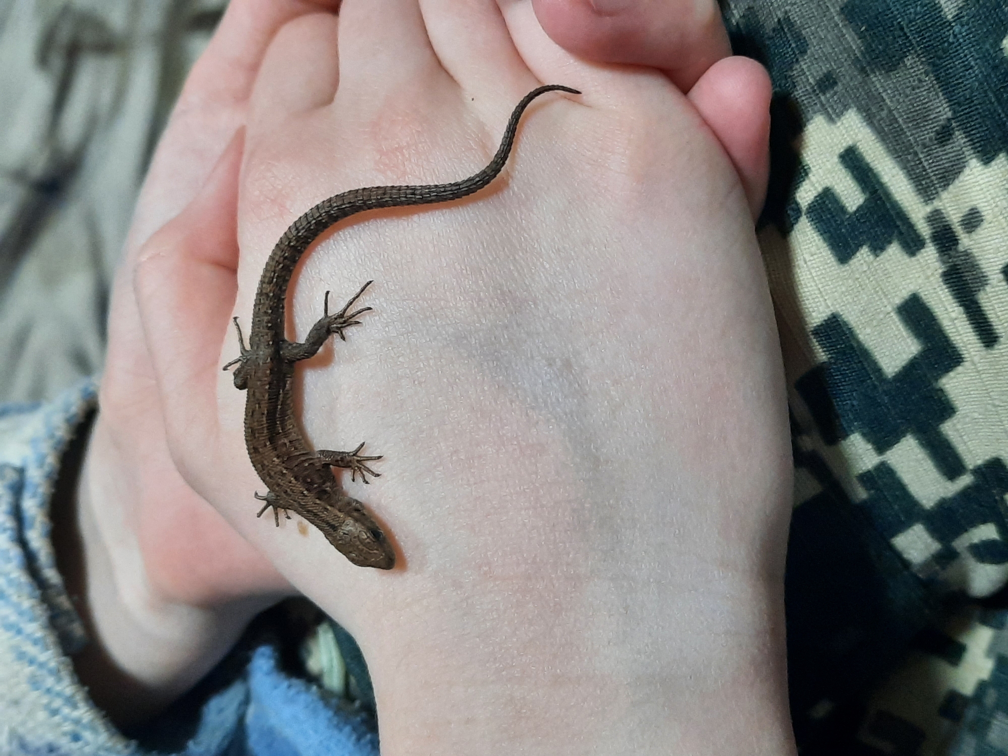 A person holds a small brown lizard in their hand. The lizard is positioned on the palm and fingers of the hand, with its tail curving along the base of the fingers. The person's hand is pale, and the background consists of a blue-gray patterned fabric and a camouflage-patterned fabric. There is no information available in the image about Krasnogorskoye, Russia.