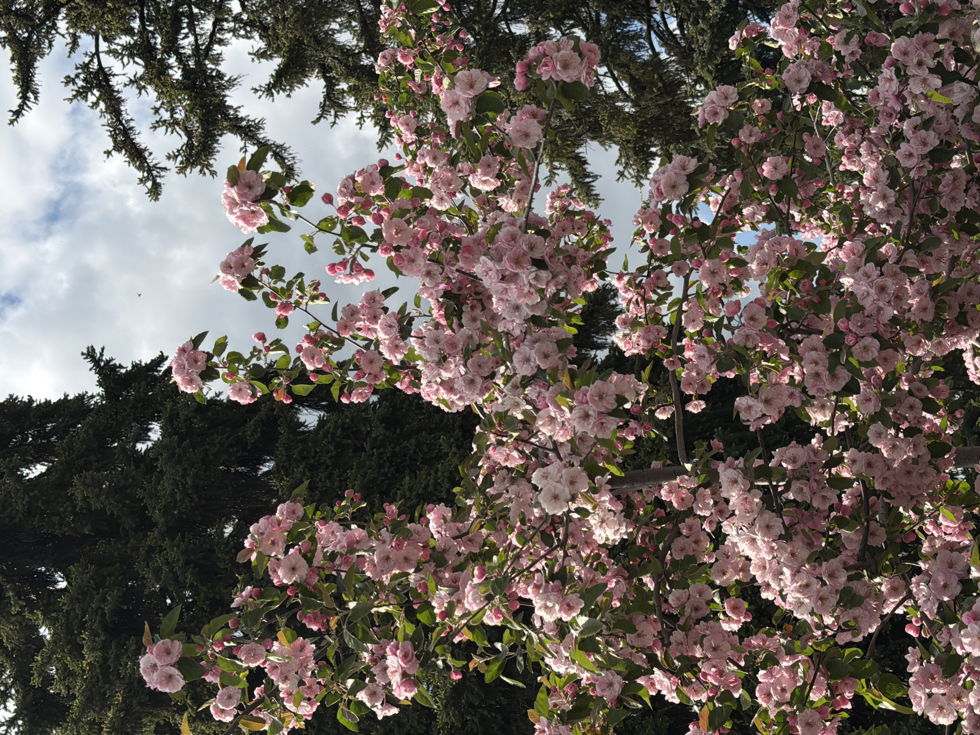 The image captures a blossoming tree with delicate pink flowers in Moscow, Russia. The tree is densely covered in blooms, with some green leaves visible among the flowers. In the background, there are coniferous trees with dark green foliage, and a patch of sky with scattered clouds is visible through the branches. The perspective is looking upwards towards the tree canopy.