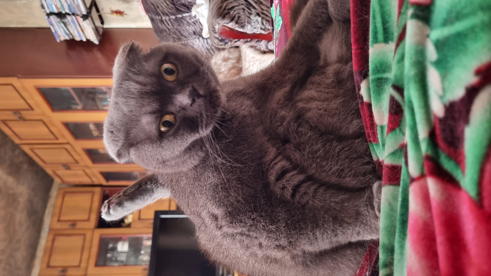 A grey Scottish Fold cat is seated on a red and green patterned blanket, looking directly at the camera with wide, yellow eyes. The cat's ears are folded downwards, characteristic of its breed. Its left front paw is raised slightly. In the background, there is a wooden cabinet with glass doors, and to the right, a stack of books or magazines. The scene appears to be indoors, likely in a residential setting. The image does not provide any information about the location in the city of Vysokoe, Russia.