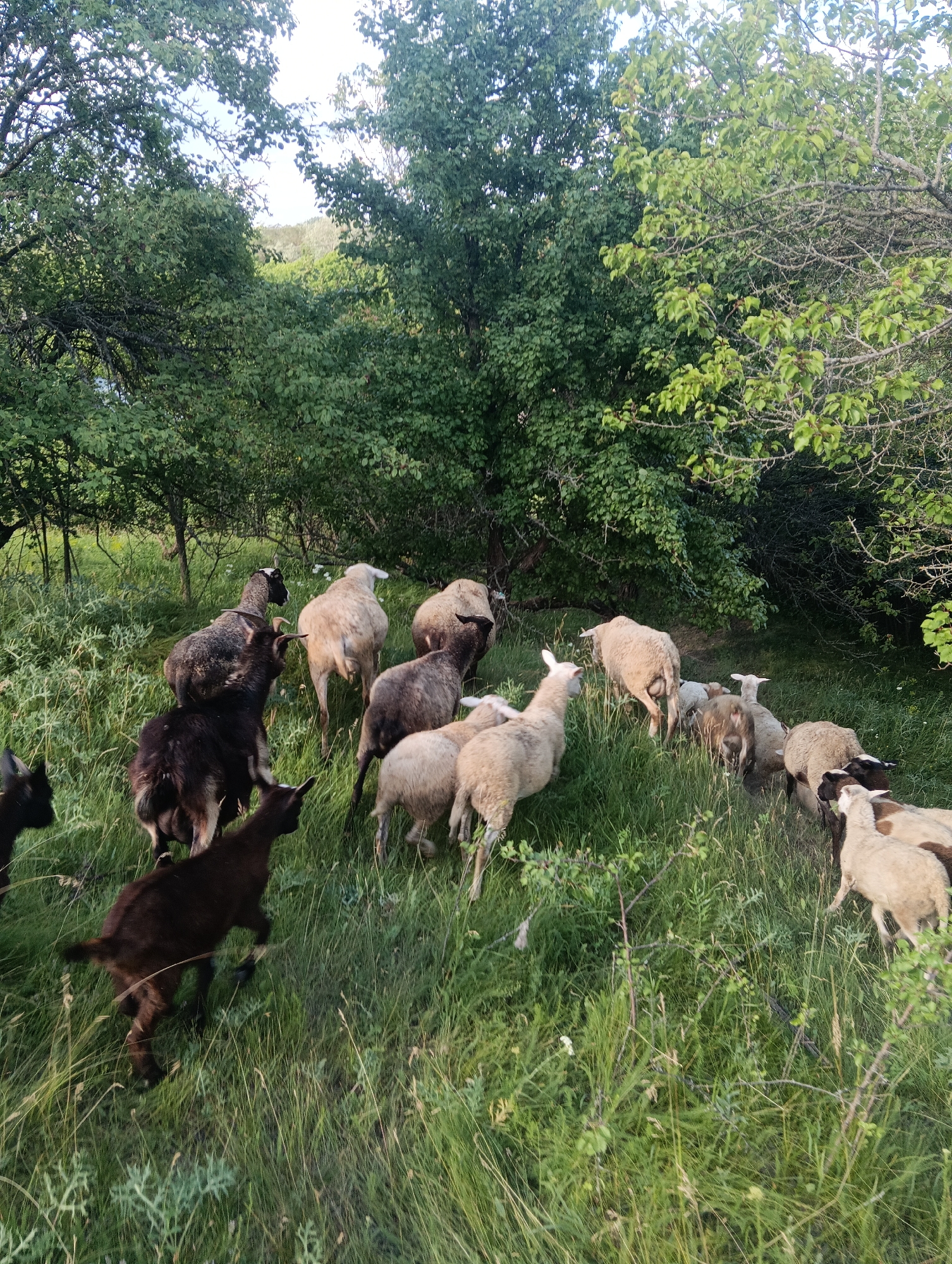 A herd of goats and sheep are grazing in a grassy area with trees in the background. The animals are of various colors, including white, brown, and black. Some of the sheep are facing away from the camera, while others are looking towards it. The goats are smaller and more active, with one goat in the foreground appearing to run. The trees are lush and green, suggesting a temperate climate. The ground is covered in tall grass and some smaller plants. The lighting suggests it is either early morning or late afternoon.