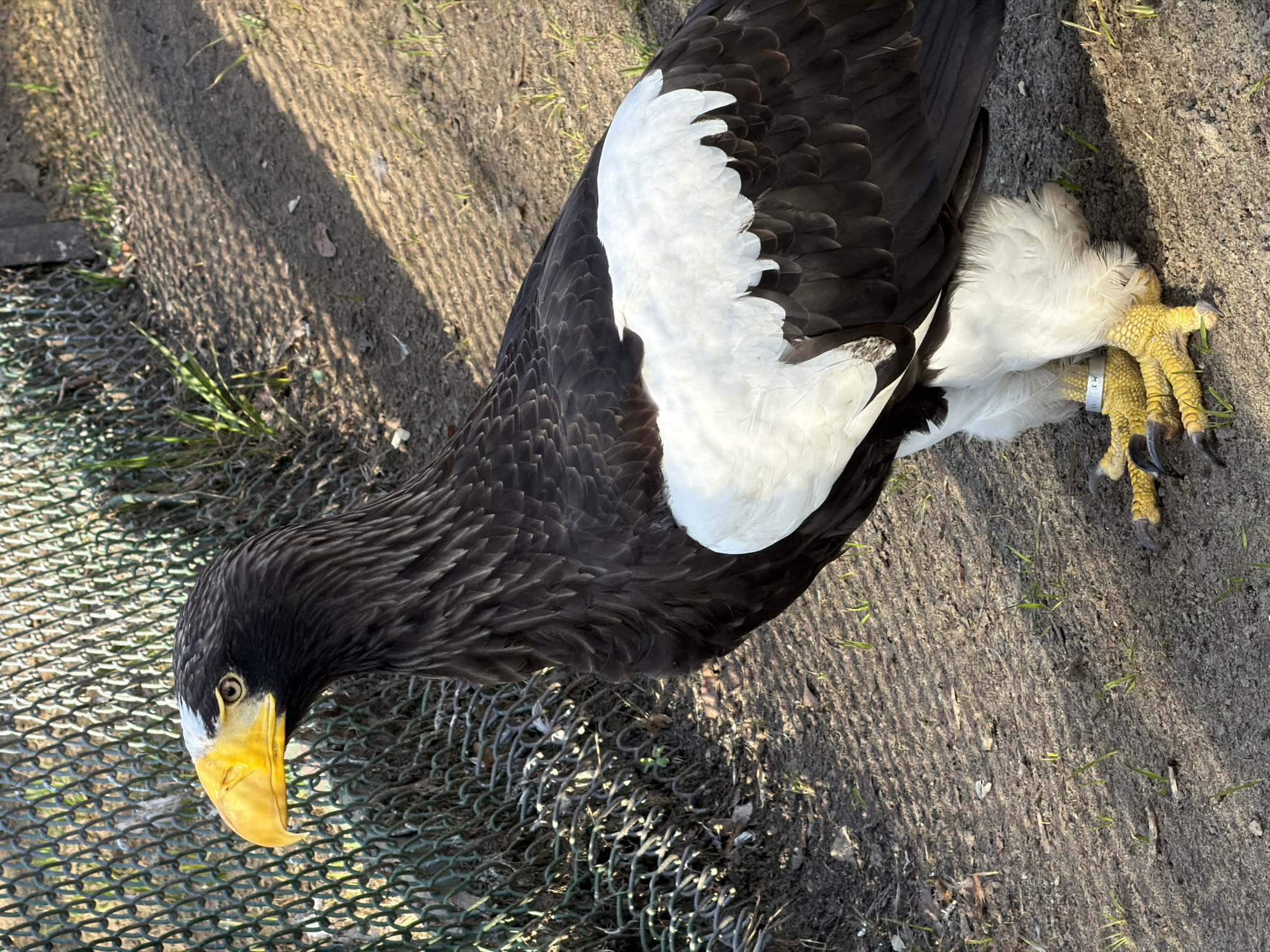 The image depicts a Steller's sea eagle in what appears to be an outdoor enclosure, possibly a zoo or wildlife rehabilitation center. The eagle has black and white plumage and yellow beak and talons. The eagle is standing on ground covered with dirt and sand, with some sparse vegetation. The enclosure has some chain-link fencing in the background. The location is Penza, Russia.