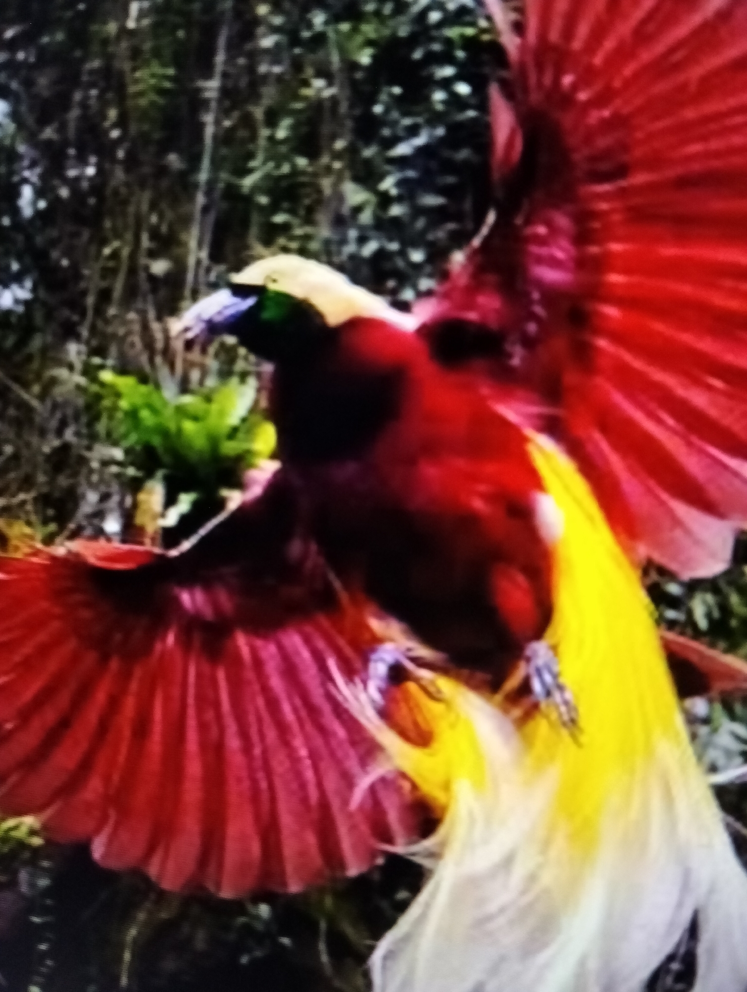 The image captures a vibrant Red Bird-of-Paradise in flight, showcasing its striking plumage. Its body is predominantly a deep red, with brilliant yellow tail feathers cascading downwards. The bird's wings are spread wide, revealing a fan of fiery red feathers. In the background, a dense, dark green foliage suggests a lush, natural environment, possibly within the tropical rainforests of West Papua, Indonesia, where this species is native. The overall impression is one of dynamic movement and vivid color. There is no indication of Payagaboh, Indonesia.