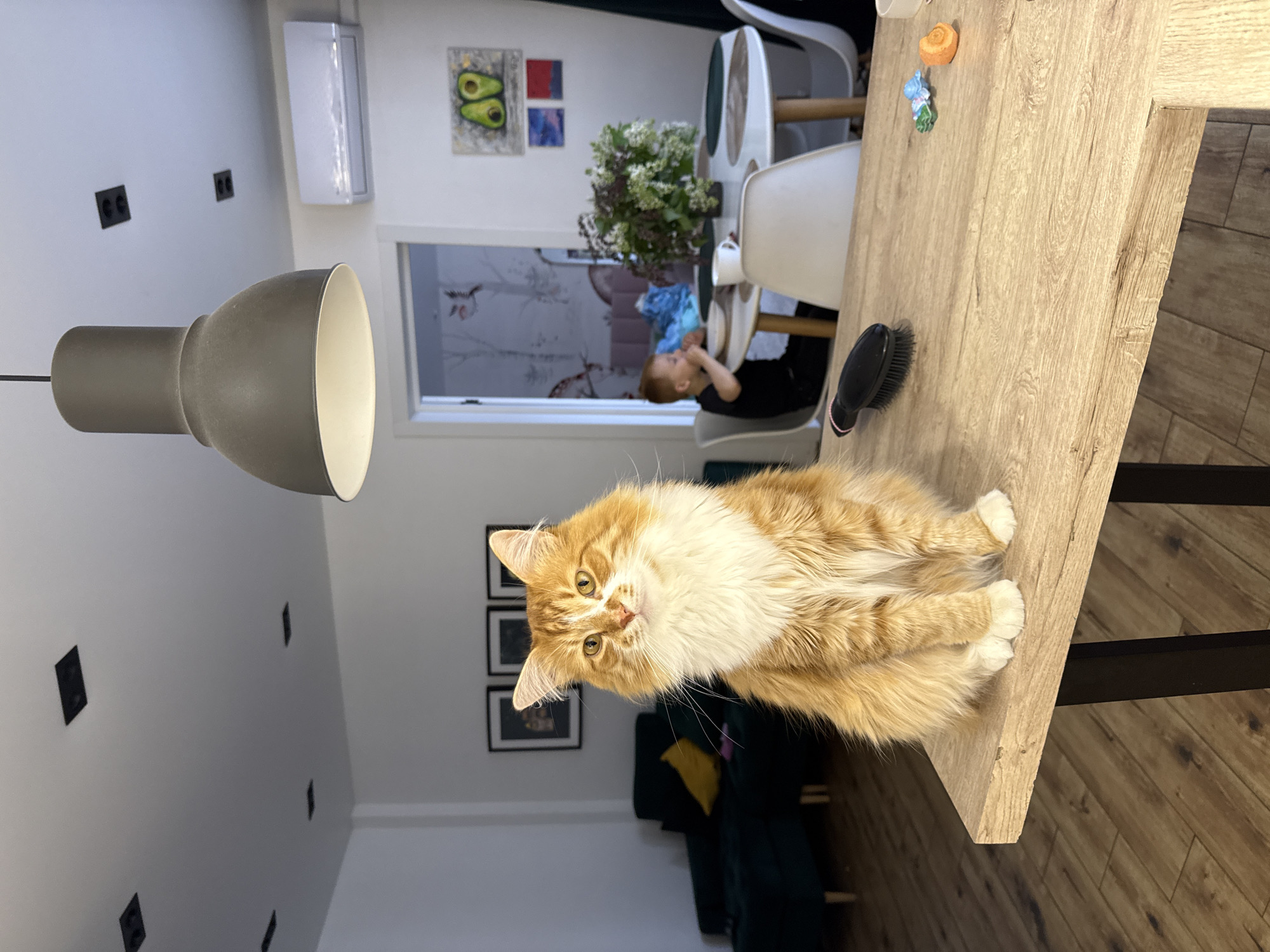 A light-skinned, ginger cat is sitting on a light brown wooden table. A black hairbrush is also on the table, along with a small flower and orange object. A child sits at a white and green high chair with flowers in the background. A grey lamp hangs in the left foreground, and black electrical outlets are on the wall. In the background is a green couch with a yellow pillow. The image was taken indoors. There is no indication this image was taken in Veliky Novgorod, Russia.