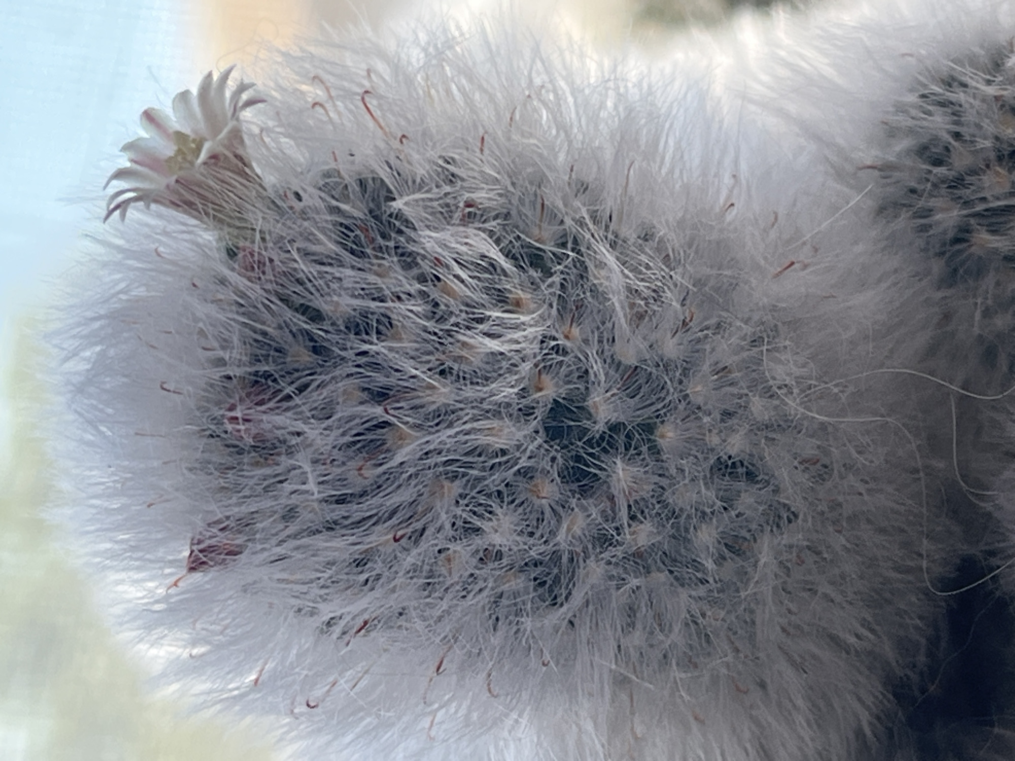 The image is a close-up, vertical shot of a fuzzy white cactus with a single pale pink and white flower blooming from its top. The cactus is densely covered in long, white, hair-like spines. Small, reddish spines are also visible interspersed with the white ones. The flower has delicate petals and appears to be facing to the right. The background is softly blurred, with hints of blue sky and warm, muted tones suggesting an outdoor setting, possibly near a window. There are no people or animals present in the image. The image does not provide any information about the location in the city of Krasnyye Barrikady, Russia.