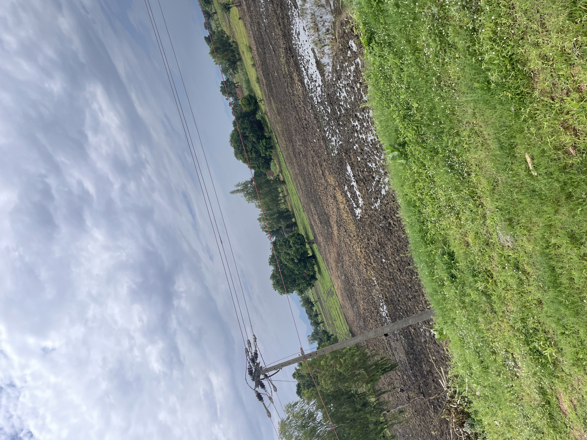 This is a photograph of a rural landscape in Jalingo, Nigeria, under a cloudy sky. In the foreground, a grassy incline slopes upwards and to the right. Beyond the grass, a field of dark, muddy soil is visible, with patches of standing water. In the middle ground, a concrete utility pole stands to the left, supporting multiple wires that stretch horizontally across the image. To the right of the pole, a line of trees with lush green foliage is present, with more trees and some buildings in the background. The overall scene depicts a cultivated or fallow agricultural field, typical of the surrounding environment.