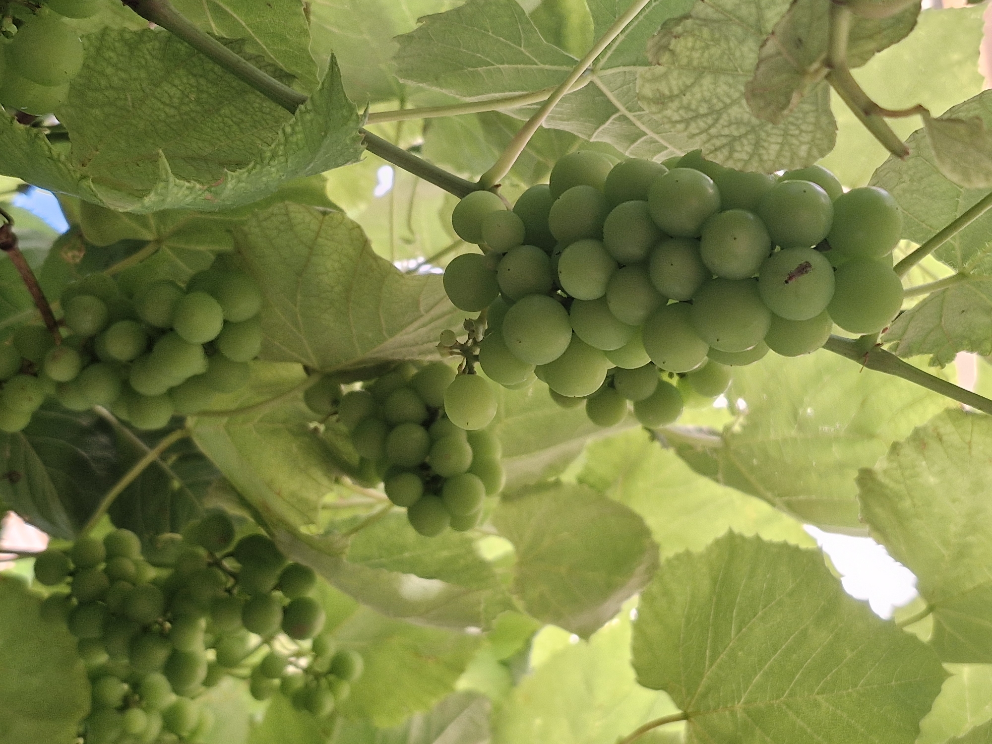 A close-up, downward-facing shot captures a cluster of unripe, green grapes hanging from a vine, partially obscured by large, veined grape leaves. The grapes are round and small, with a slight fuzziness. The background is a blur of more green leaves and patches of bright sky. The image is taken outdoors in a natural setting, likely a garden or vineyard. The overall impression is one of early growth and natural beauty.