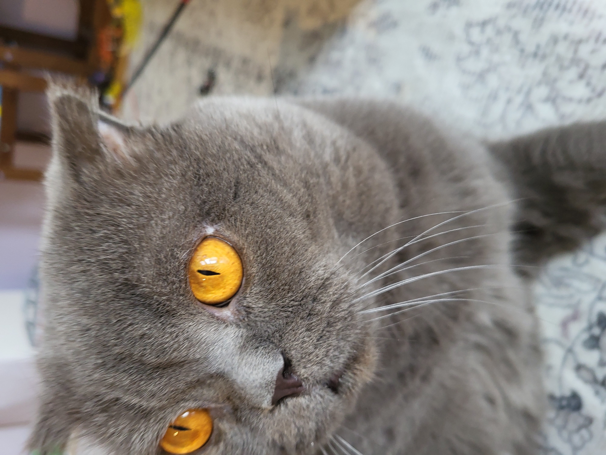 A close-up, eye-level, medium shot captures a British Shorthair cat's face. The cat's fur is a muted gray, with the exception of its bright, golden-orange eyes. Its left eye is in sharp focus, revealing a slit pupil and a reflective surface. The right eye is slightly out of focus, but its color and shape are still discernible. The cat's nose is a dark, dusky pink, and its white whiskers fan out from its muzzle. The background is blurred, but hints of furniture and flooring suggest an indoor setting. The lighting appears to be natural, creating soft shadows and highlighting the cat's features. The image is candid and intimate, offering a detailed portrait of the feline subject.
