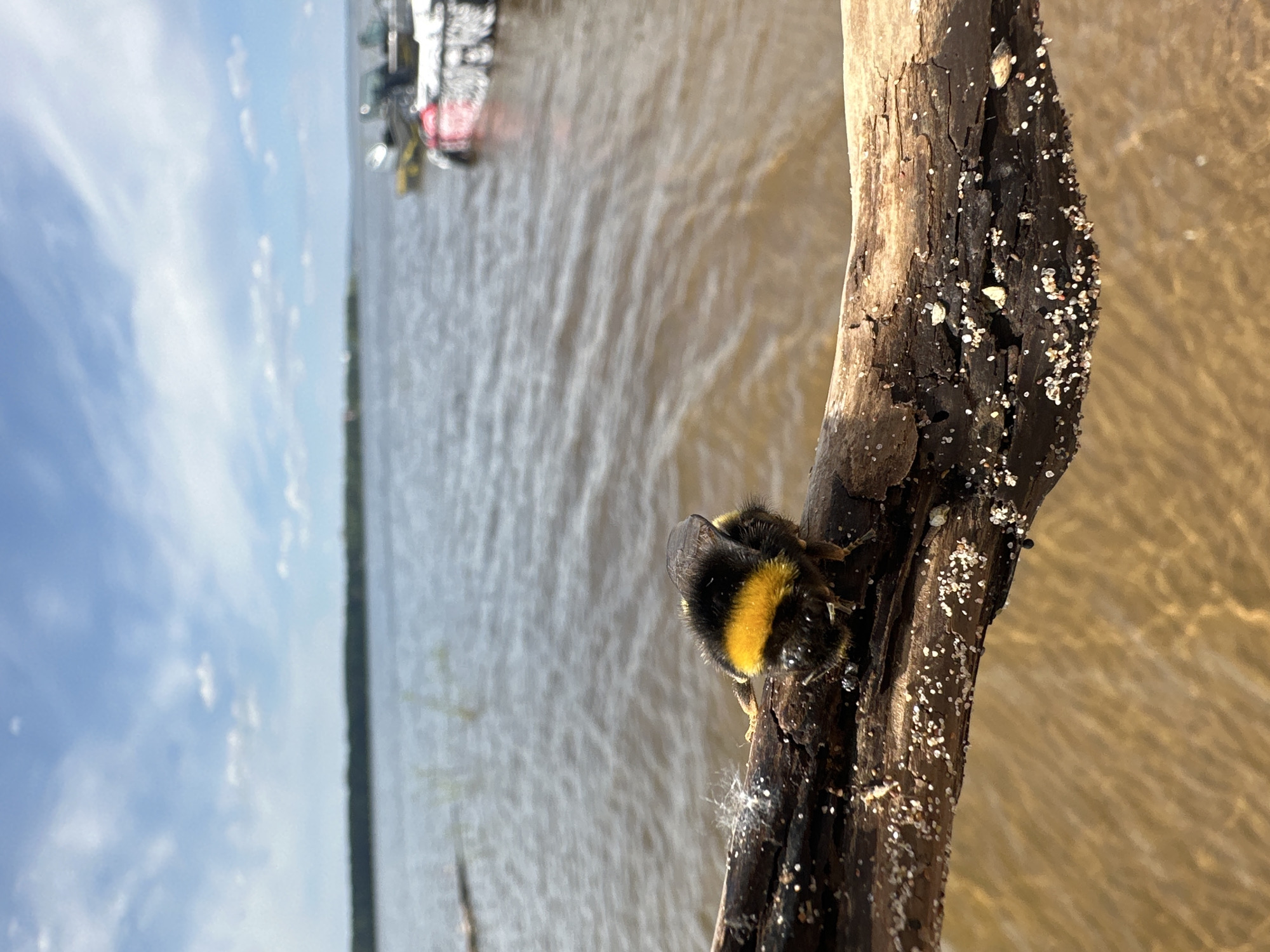 A bumblebee clings to a weathered, bark-covered log. The log appears to be partially submerged in a body of water. The background shows a shoreline with trees and a body of water under a sky with clouds. A blurry object, possibly a boat, is visible on the water. The location is Chaikovsky, Russia.