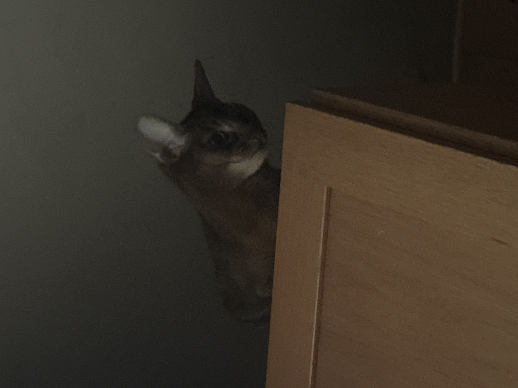 A cat peers around the edge of a wooden cabinet. The background is dark. There is no evidence to suggest that the location is Moscow, Russia.