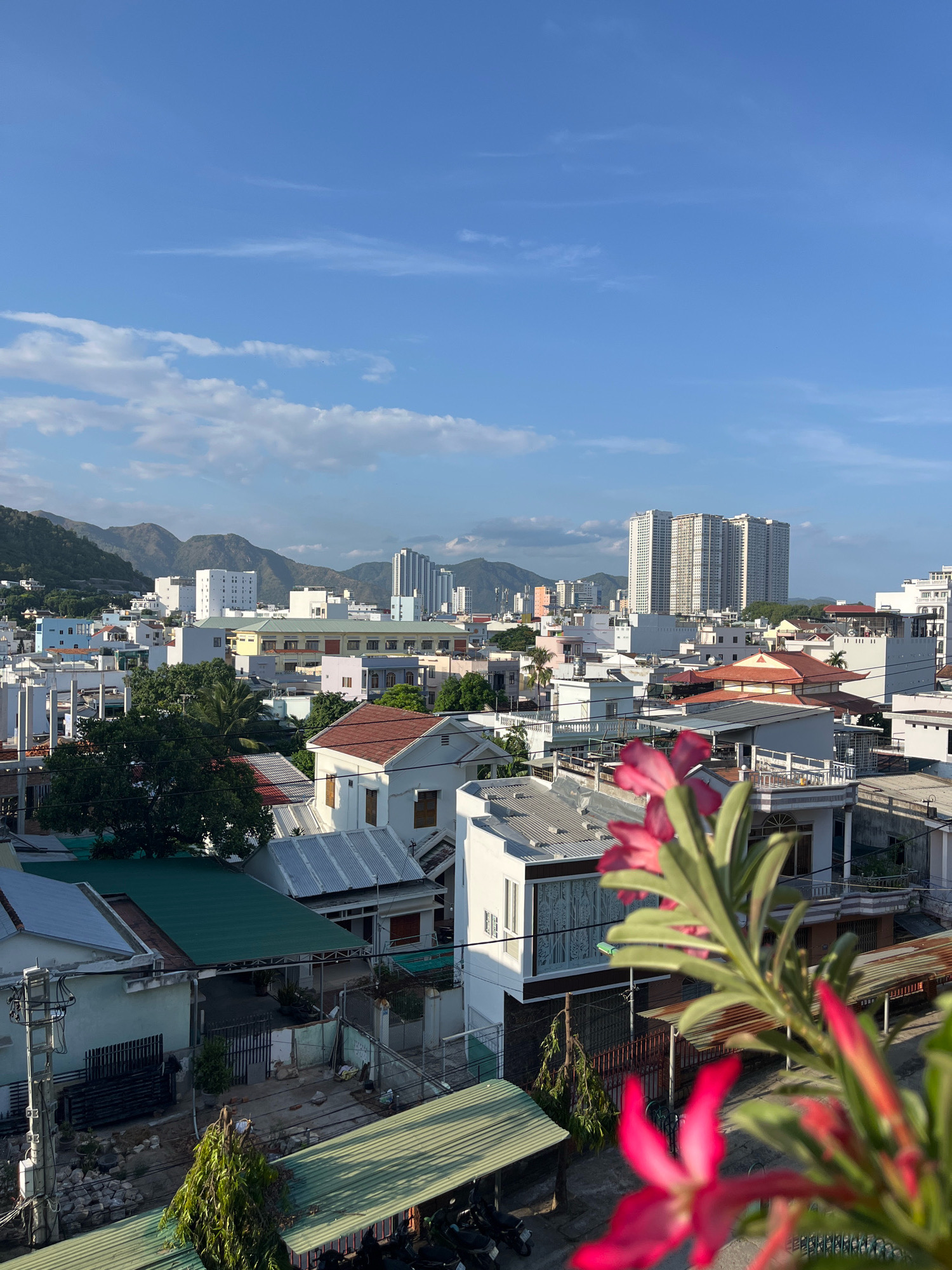 This is an aerial photograph taken from a high vantage point, likely a balcony or rooftop, overlooking a densely populated urban area with residential buildings and high-rise structures in the background. The foreground is partially obscured by vibrant pink flowers and their green leaves, suggesting a lush environment despite the urban setting. The buildings are a mix of architectural styles, with many featuring white facades and tiled roofs in various colors, including red and green. Some buildings appear to be multi-story houses, while others are larger apartment complexes or commercial buildings. In the distance, a range of mountains can be seen, indicating the city is nestled in a valley or coastal region. The sky is a clear blue with scattered white clouds, and the lighting suggests it is either early morning or late afternoon, with the sun casting long shadows. The image appears to be taken in Nha Trang, Vietnam, given the typical urban and mountainous landscape characteristic of the region. There are no visible people or animals in the frame. The scene depicts a typical urban landscape with a touch of natural beauty from the foreground flowers.