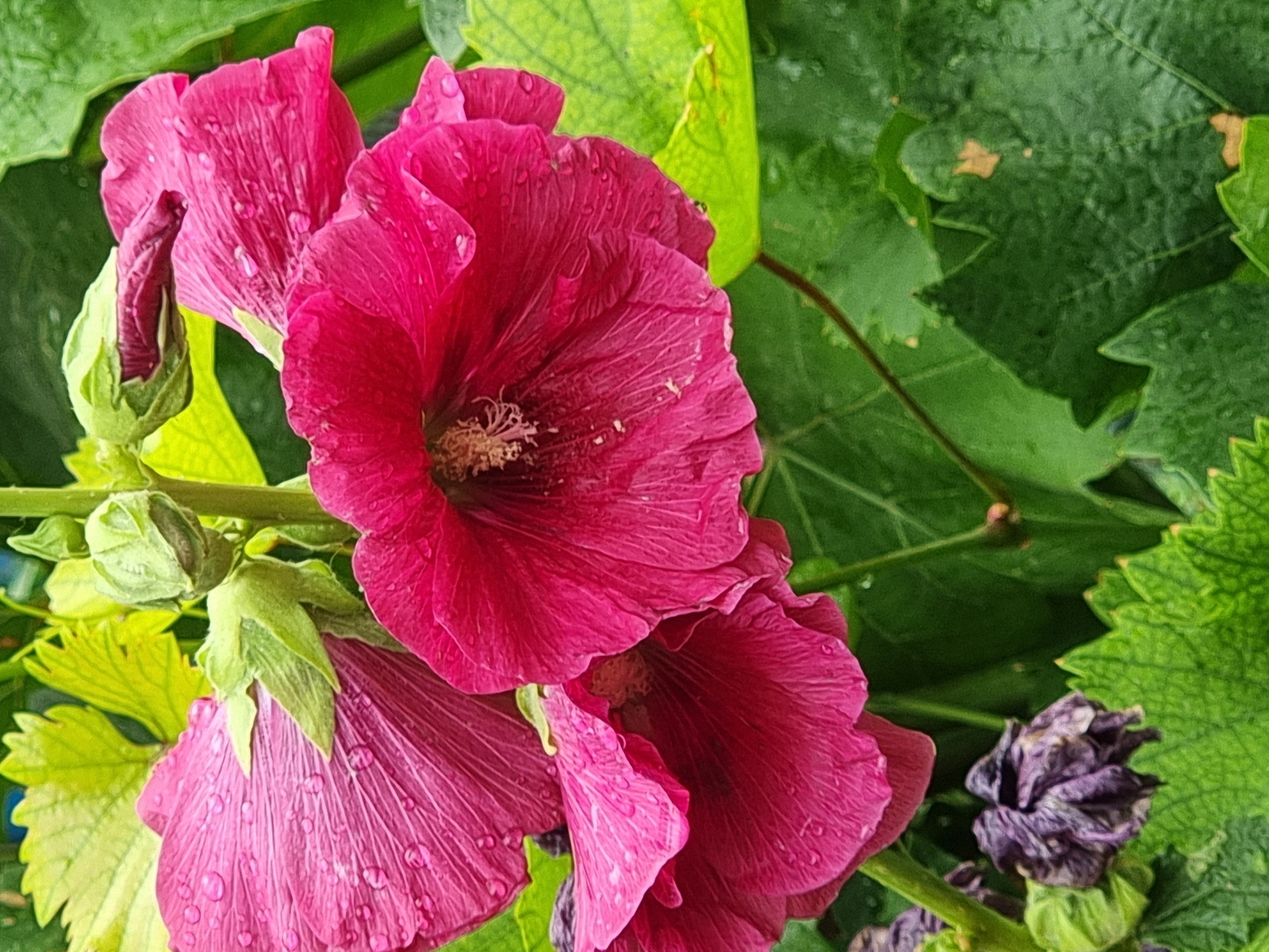 The image shows a close-up, eye-level view of several pink hollyhock flowers with water droplets on their petals. The flowers are in full bloom and appear to be growing on a plant with green leaves and buds. One bud in the upper center of the image is tightly closed, while another, partially open bud is visible to the left of it. A wilted, dark purple flower is present at the bottom left of the frame. The background is filled with lush green foliage, suggesting an outdoor garden setting. The lighting is natural and diffused, indicating it may be an overcast day or the flowers are in a shaded area. The location is identified as Copanca, Moldova.
