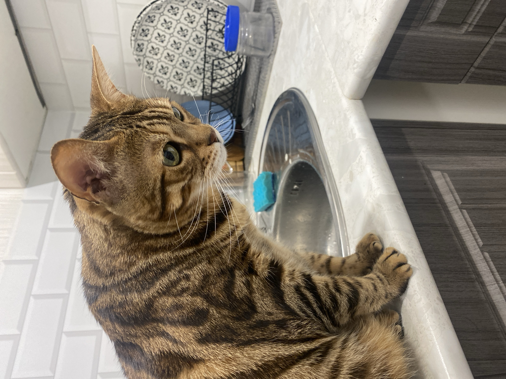 A tabby cat is sitting on a white countertop next to a kitchen sink. A wire basket with a patterned plate and a plastic bottle are behind the cat. Gray wood-grain cabinets are to the right. White subway tile is visible in the background to the left. The location is unknown, and there is no information to suggest that the photograph was taken in Chaikovsky, Russia.