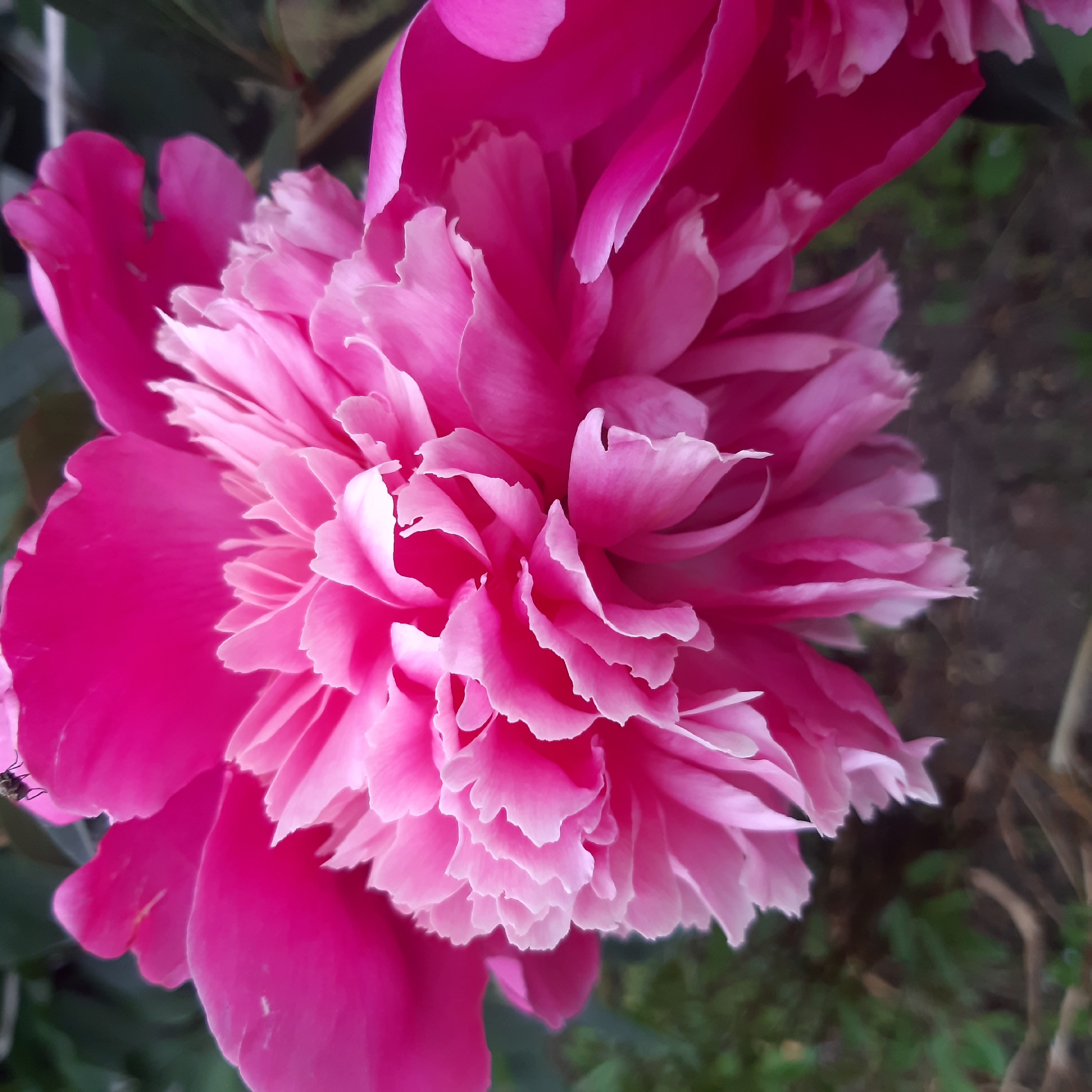 The primary subject is a large, vibrant pink peony flower, captured in a close-up, slightly top-down perspective. The flower dominates the frame, showcasing its numerous densely packed and ruffled petals. The outer petals display a rich fuchsia pink, while the color gradually lightens towards the intricate center, with some petals appearing a delicate light pink or almost white at their edges. The texture of the petals appears soft and somewhat delicate due to their ruffled nature.
A small dark ant is visible on an outer petal in the bottom-left portion of the flower.
The background is softly blurred, indicating a shallow depth of field, which keeps the peony in sharp focus. The blurred elements consist of dark green foliage on the left and top, likely representing leaves, and darker brown tones on the right, possibly suggesting soil or other dry plant material. The natural light suggests it is daytime, illuminating the flower's vivid colors.
The scene depicts a natural outdoor setting, likely a garden in Yeghegnadzor, Armenia, where the flower is in full bloom. The presence of the ant suggests a natural ecosystem at work. No visible text is present in the image.