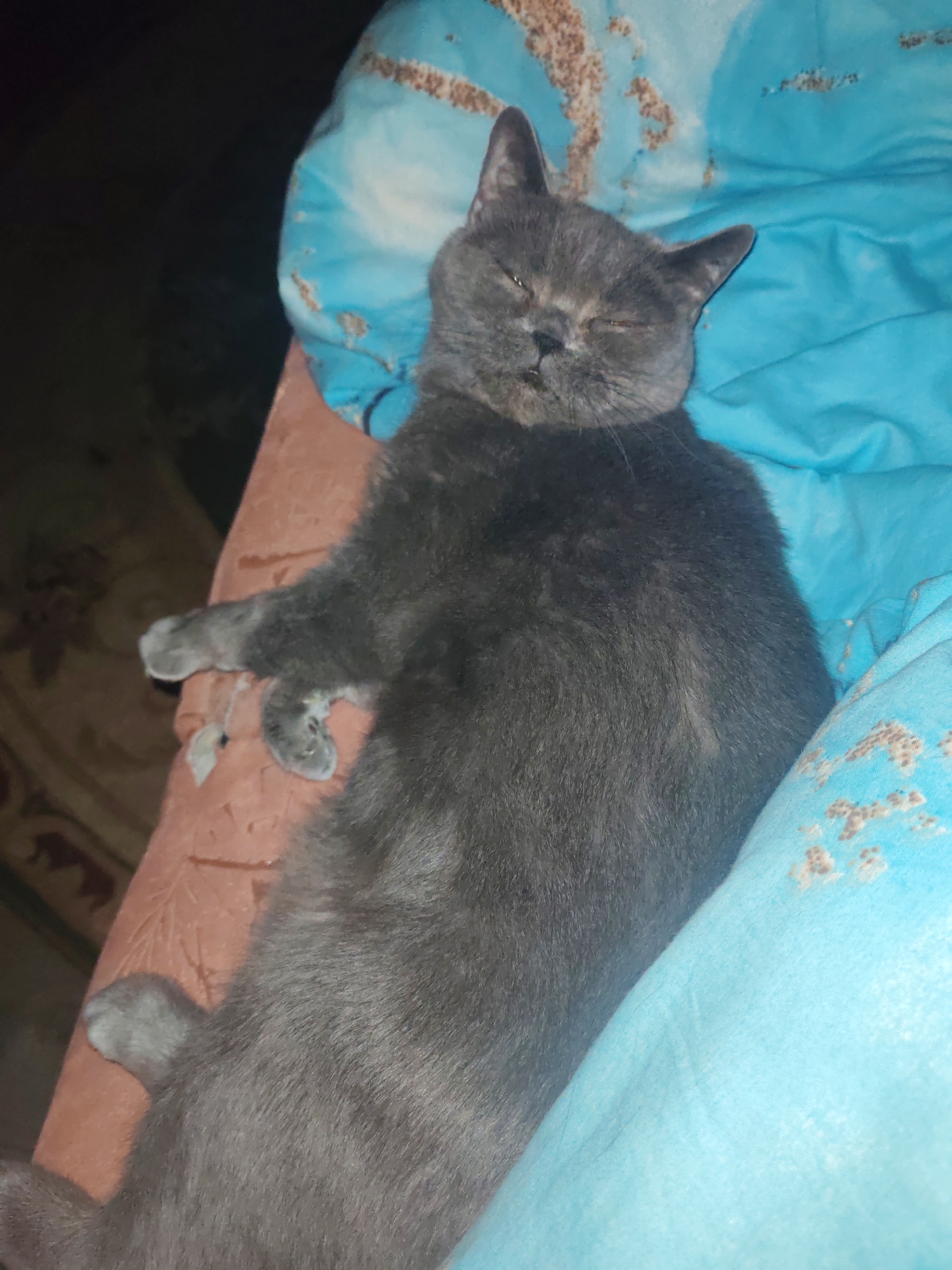 A grey cat is sleeping on a bed with light blue bedding. The cat is lying on its back with its paws up. The room is dimly lit. There is no information in the image to suggest this scene is located in Vladimir, Russia.