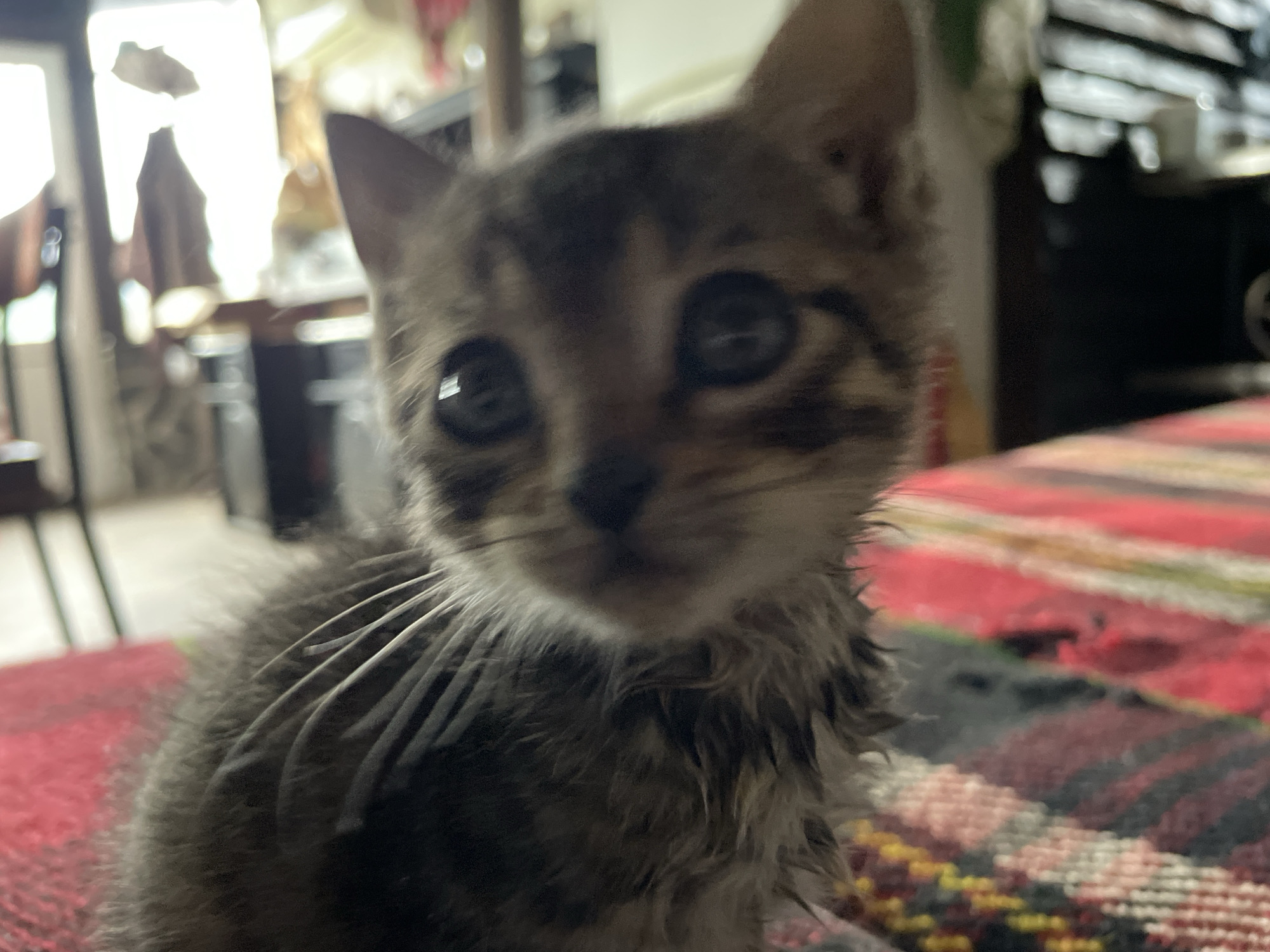 A close-up shot focuses on a small tabby kitten with dark stripes and large, round eyes. The kitten appears to be sitting or lying on a red and multi-colored patterned surface. The background is blurred, showing hints of an indoor setting with furniture and lighting fixtures. The specific location within Zlatograd, Bulgaria, cannot be determined from the image.
