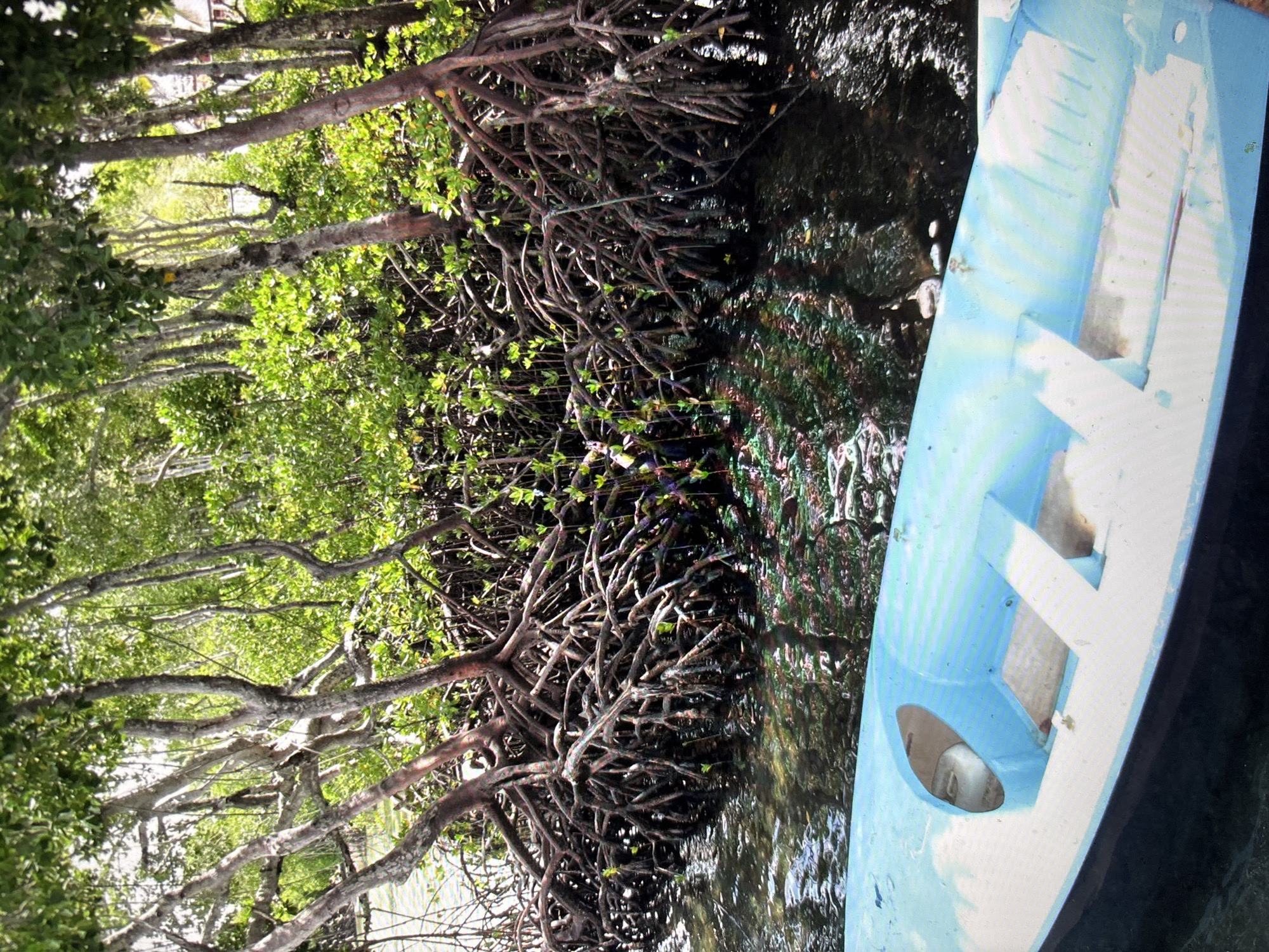 A blue and white rowboat is in the foreground of the image, partially submerged in dark water. The boat is empty. Behind the boat, a dense mangrove forest lines the water's edge, with a complex network of prop roots extending into the water. The trees are lush and green, with sunlight filtering through the leaves. The water is dark and reflective, showing the green and brown colors of the mangrove roots and vegetation. This image does not depict any part of the city of Sofia, Bulgaria.