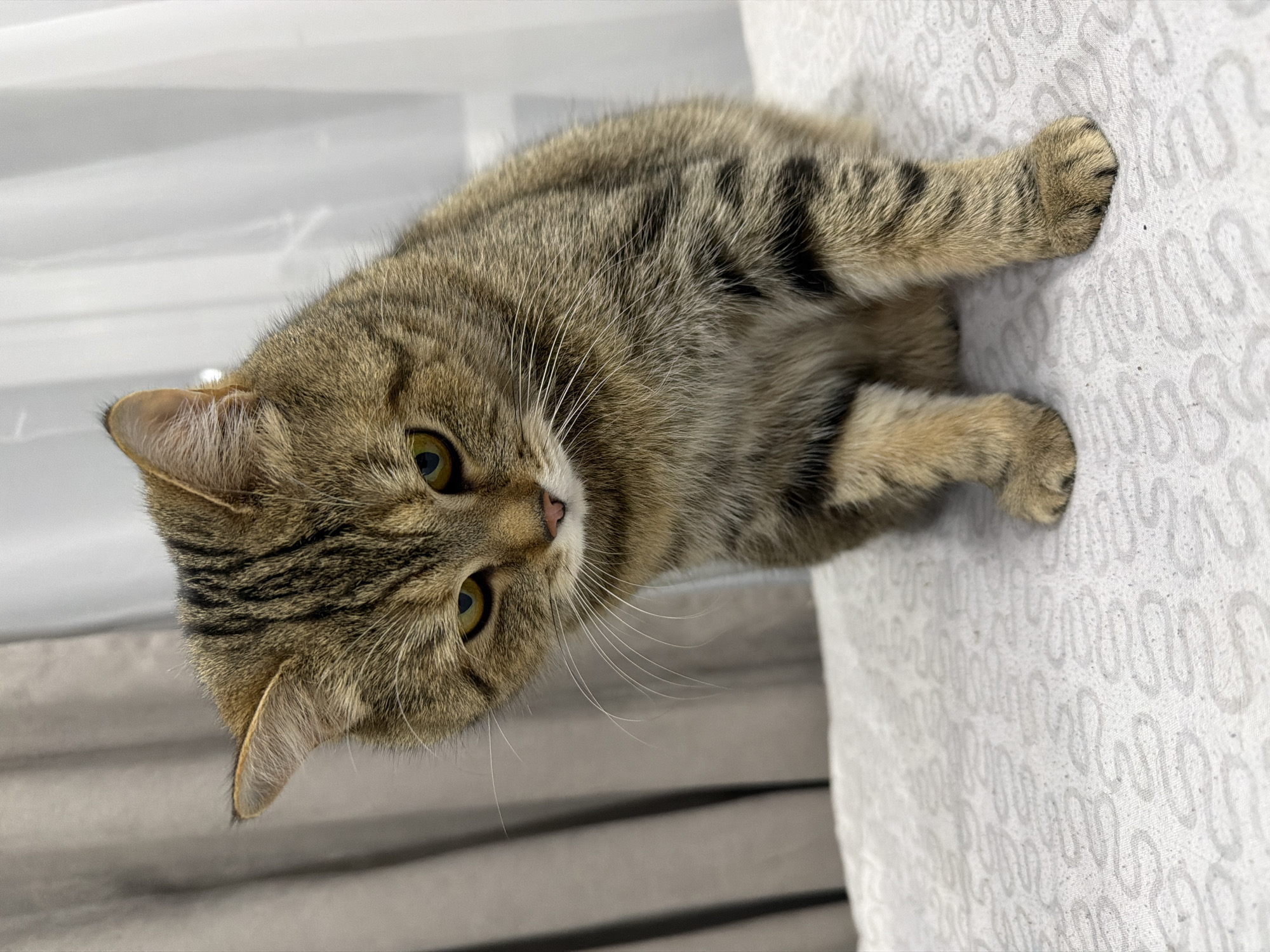 A tabby cat is lying on a white surface with a patterned design. The cat is brown with black stripes and has yellow eyes. It is lying on its side, with its front paws extended. The background is a light grey and white striped curtain or wall. The location is unknown and is not discernible from the image. The city of Chaikovsky, Russia is not discernible from the image.