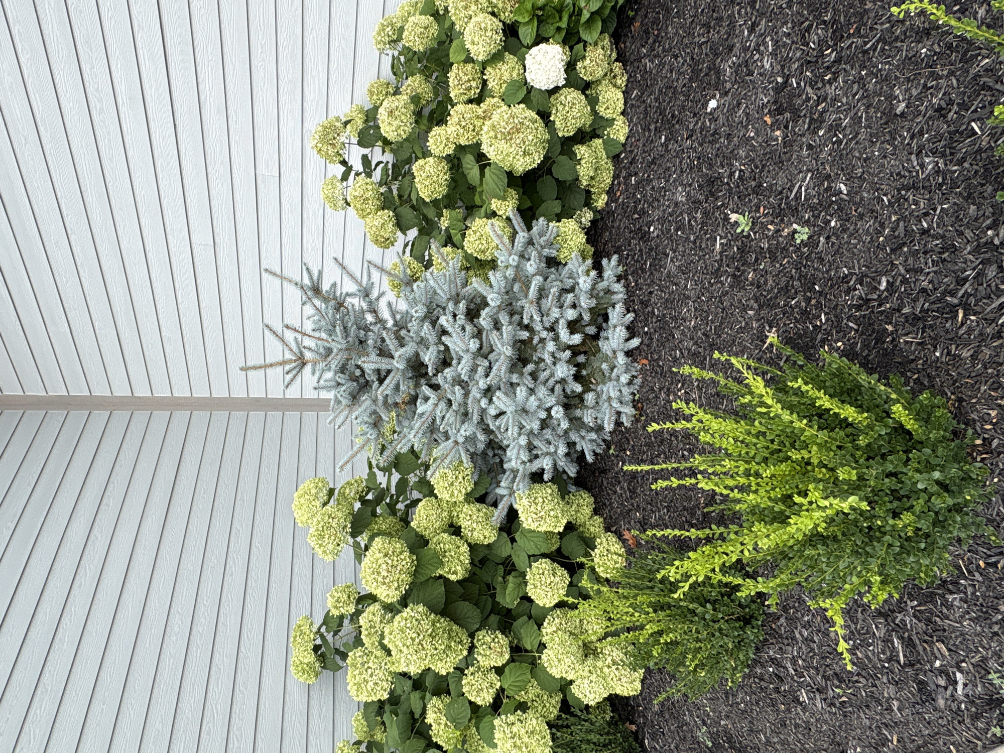 The image shows a landscaping feature outside a building with light blue, horizontal siding. In the center is a small, blue spruce tree. To the left and right of the spruce tree are large hydrangea bushes with clusters of greenish-white flowers. In the foreground, there are two smaller, manicured green shrubs. The ground is covered in dark brown mulch. There are no people visible in the image. The scene depicts an outdoor planting area.