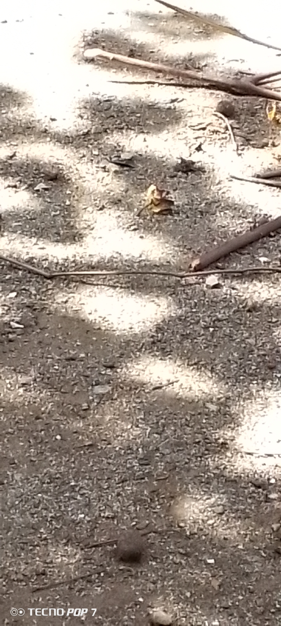 The image depicts a dirt ground surface with scattered debris, including small rocks, pebbles, and dry plant matter. Several thin, brown twigs or branches are present, some lying on the ground and others partially embedded. In the center of the image, a small, light brown object resembling a dried leaf or a piece of bark is visible. Shadows from unseen objects, likely foliage, are cast across the ground, creating a dappled pattern of light and dark areas. The overall scene appears to be outdoors. The lower left corner of the image contains a watermark that reads "TECNO POP 7". The provided location, Altagracia, Venezuela, is not visually confirmed by any elements within the image itself.